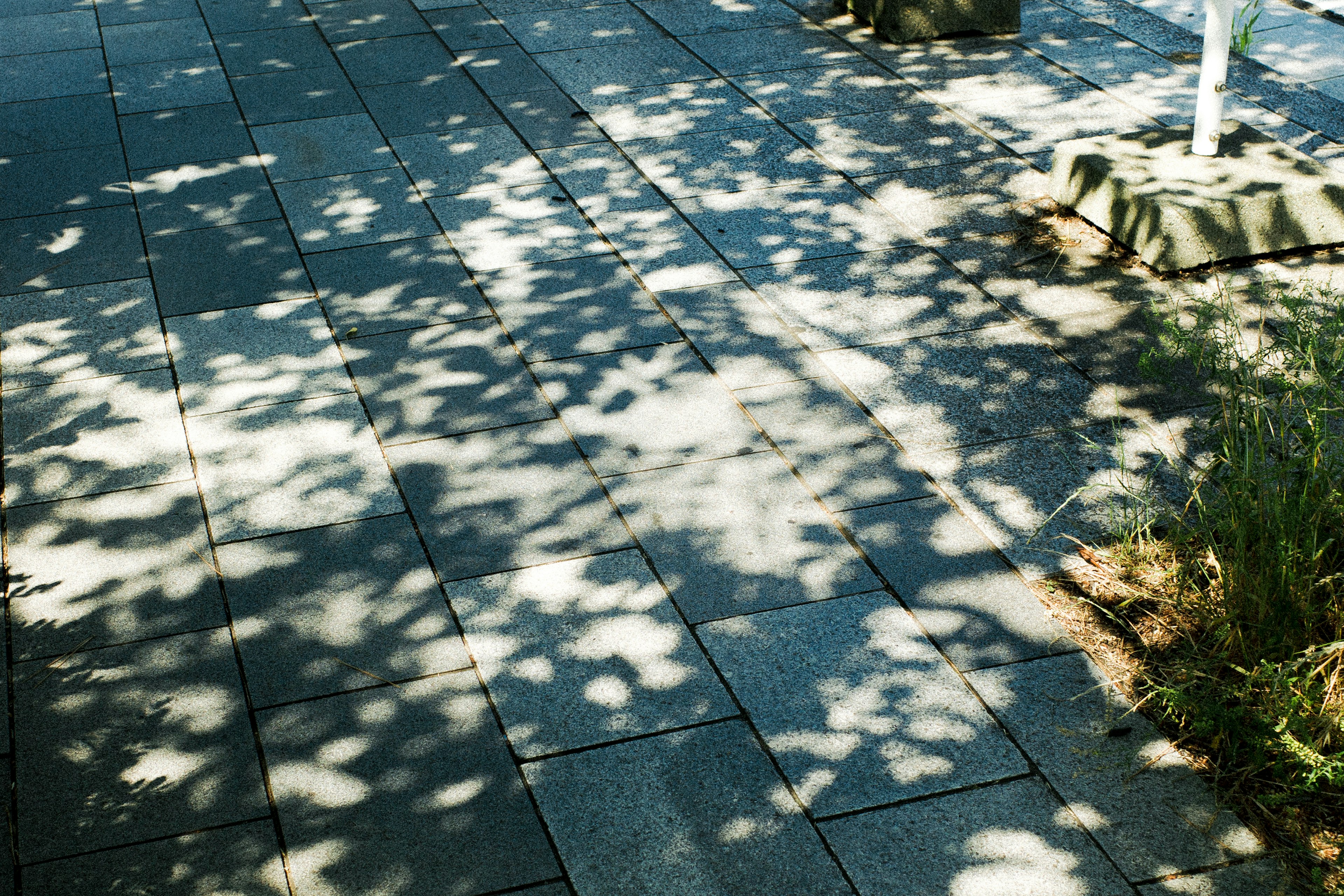 Pattern of leaves' shadows and light on a paved path