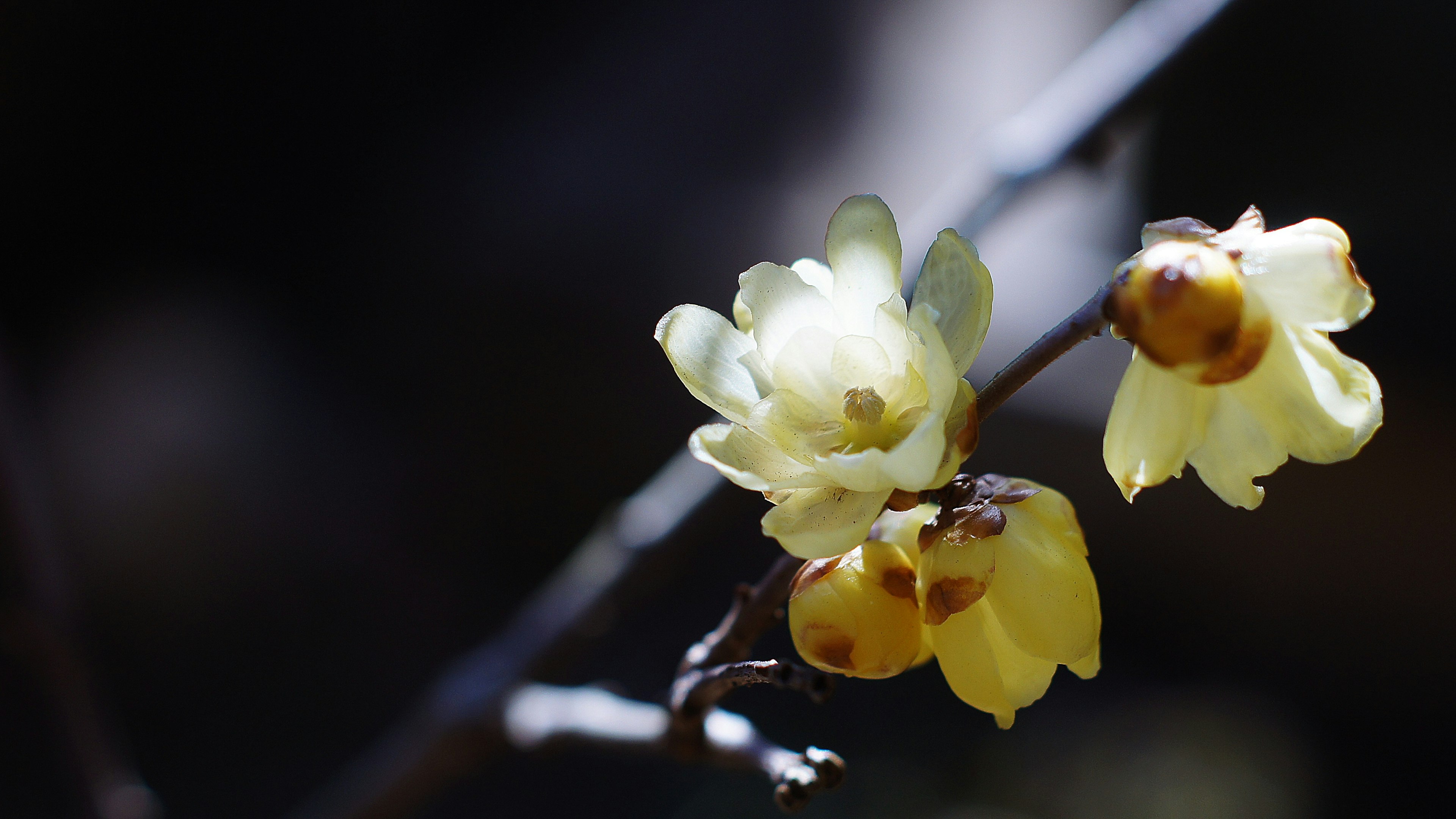 Nahaufnahme von gelben Blumen, die an einem kleinen Zweig blühen