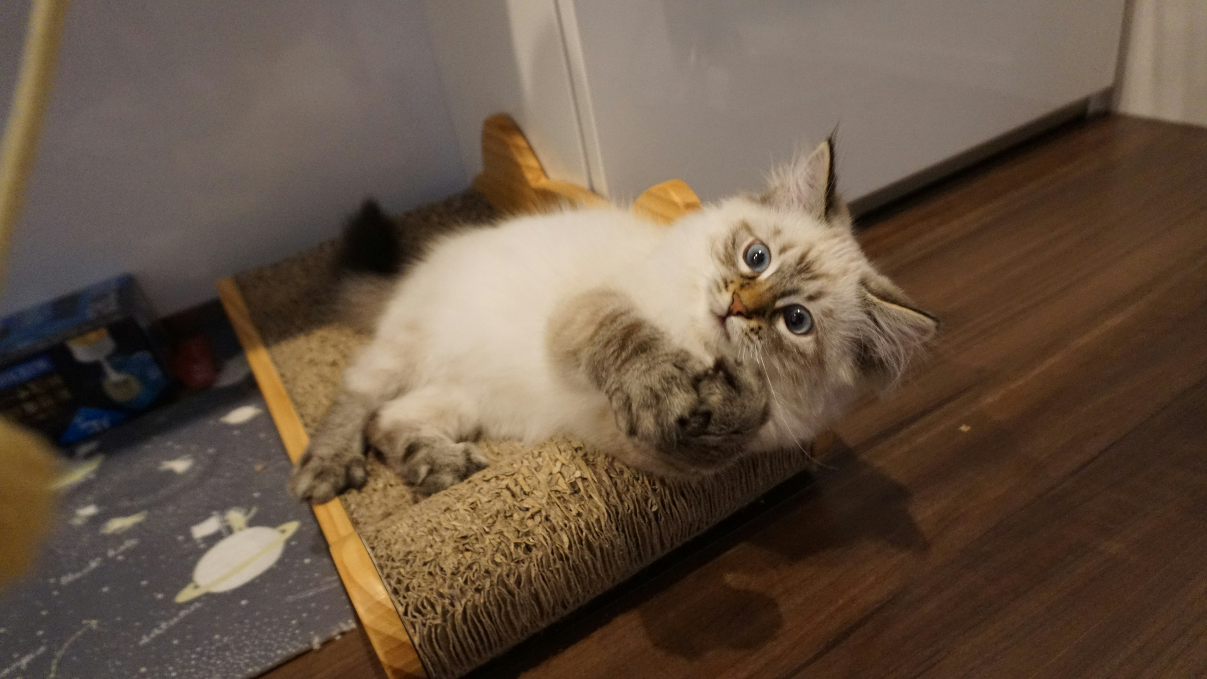 Chat blanc mignon allongé sur un griffoir