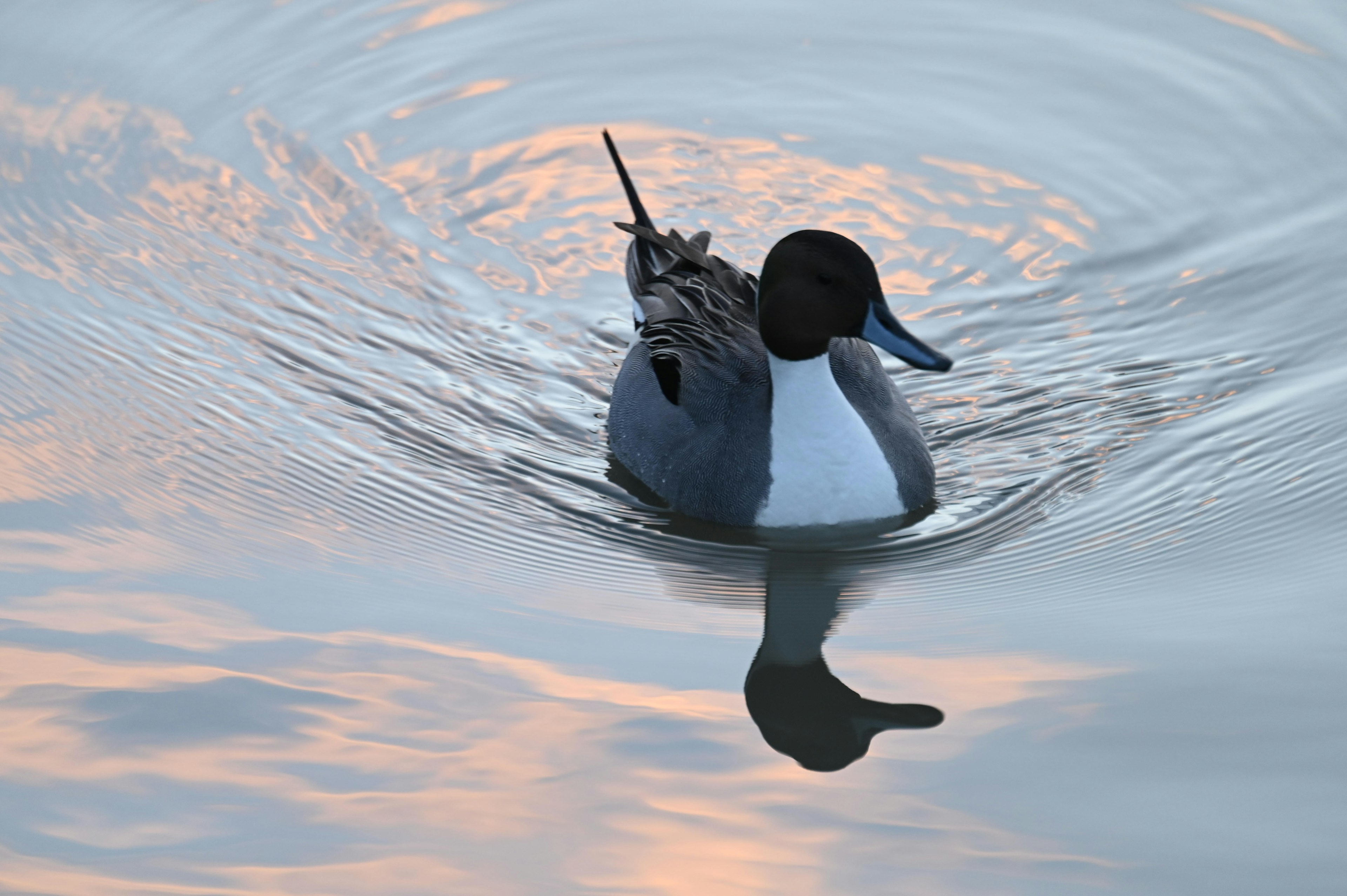 Männlicher amerikanischer Schwarzente schwimmt auf der Wasseroberfläche mit sanften Wellen und weichen Sonnenuntergangsreflexionen