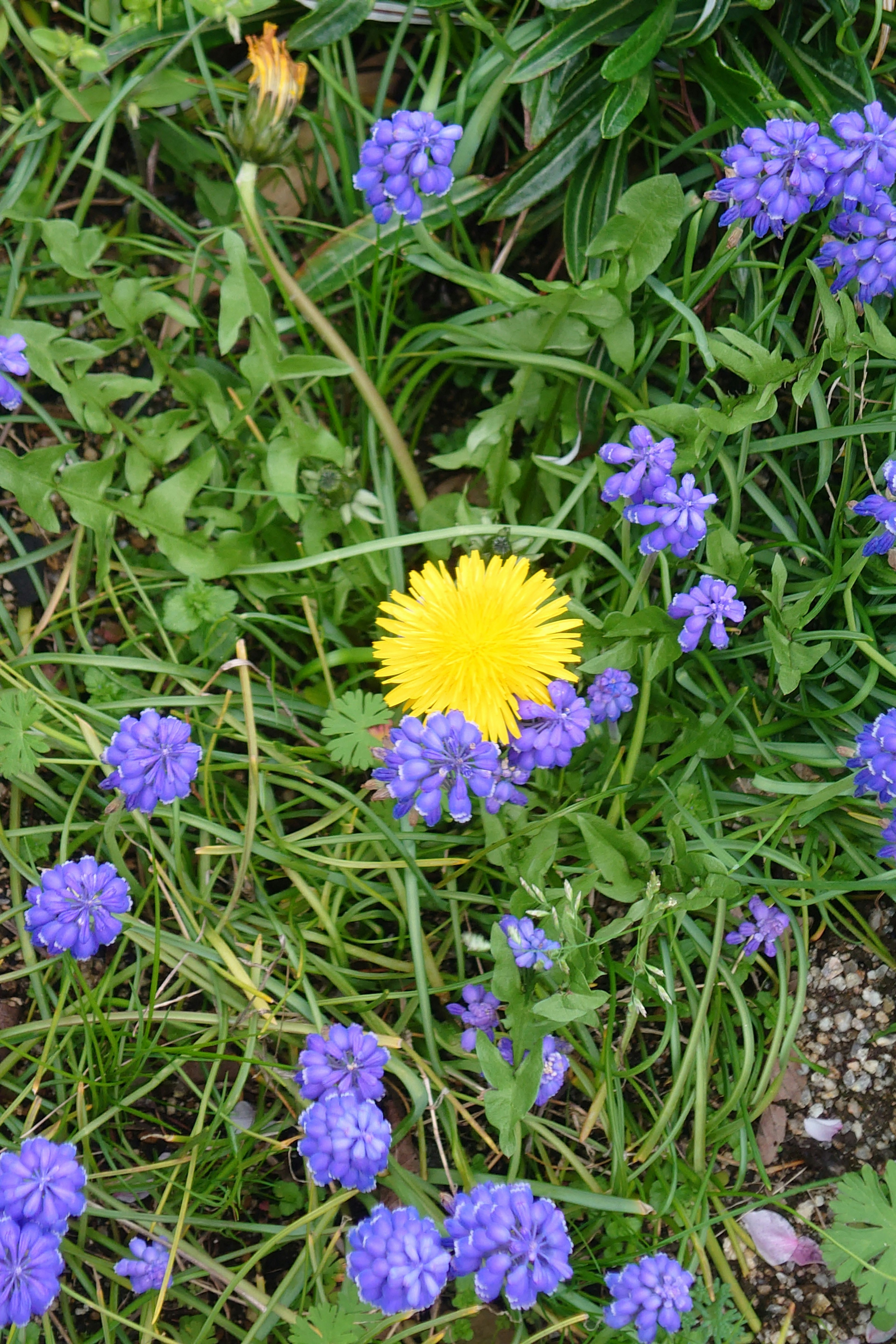 Un dente di leone giallo circondato da piccoli fiori viola nell'erba verde