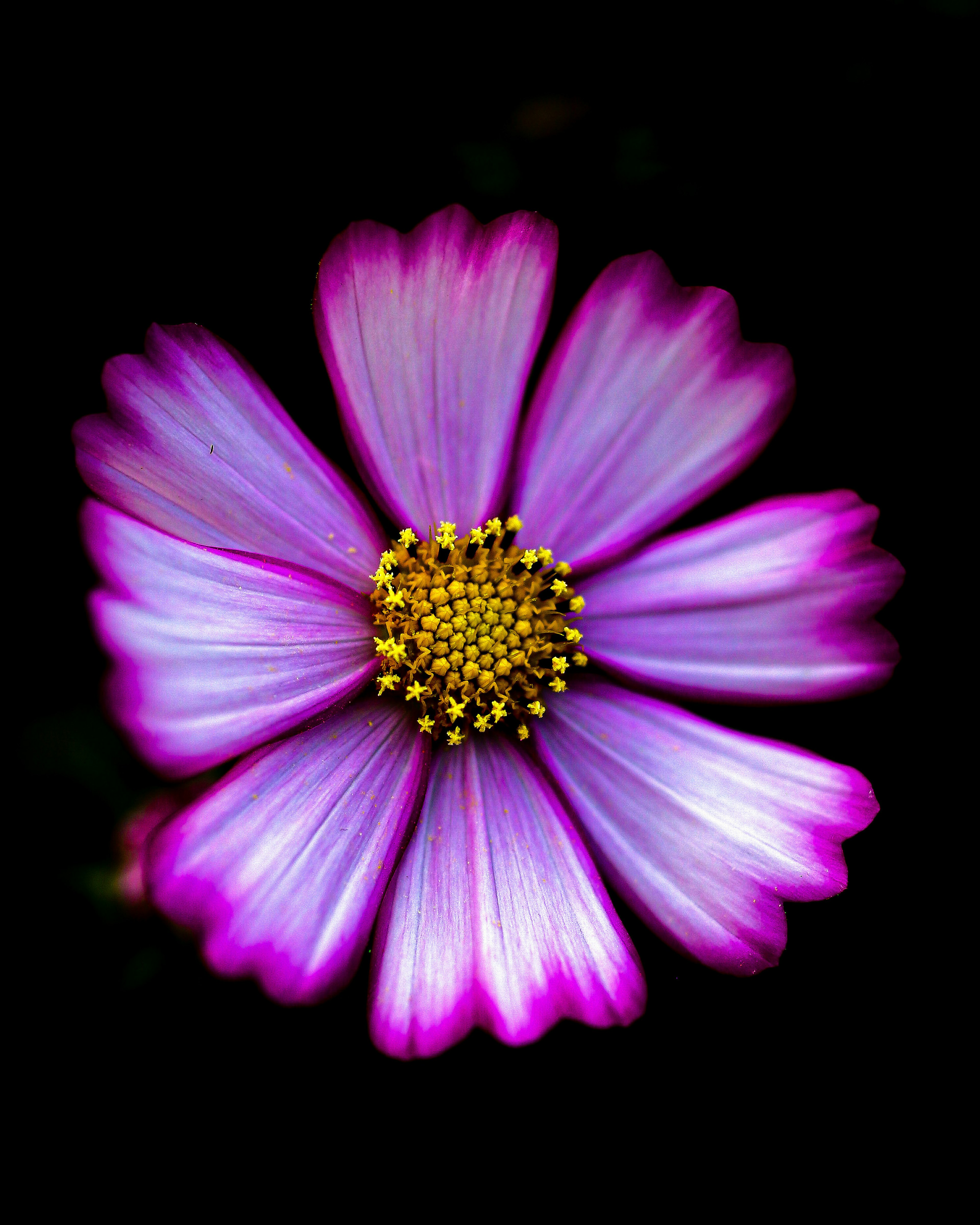 Eine schöne Blume mit lila Blütenblättern und einem gelben Zentrum