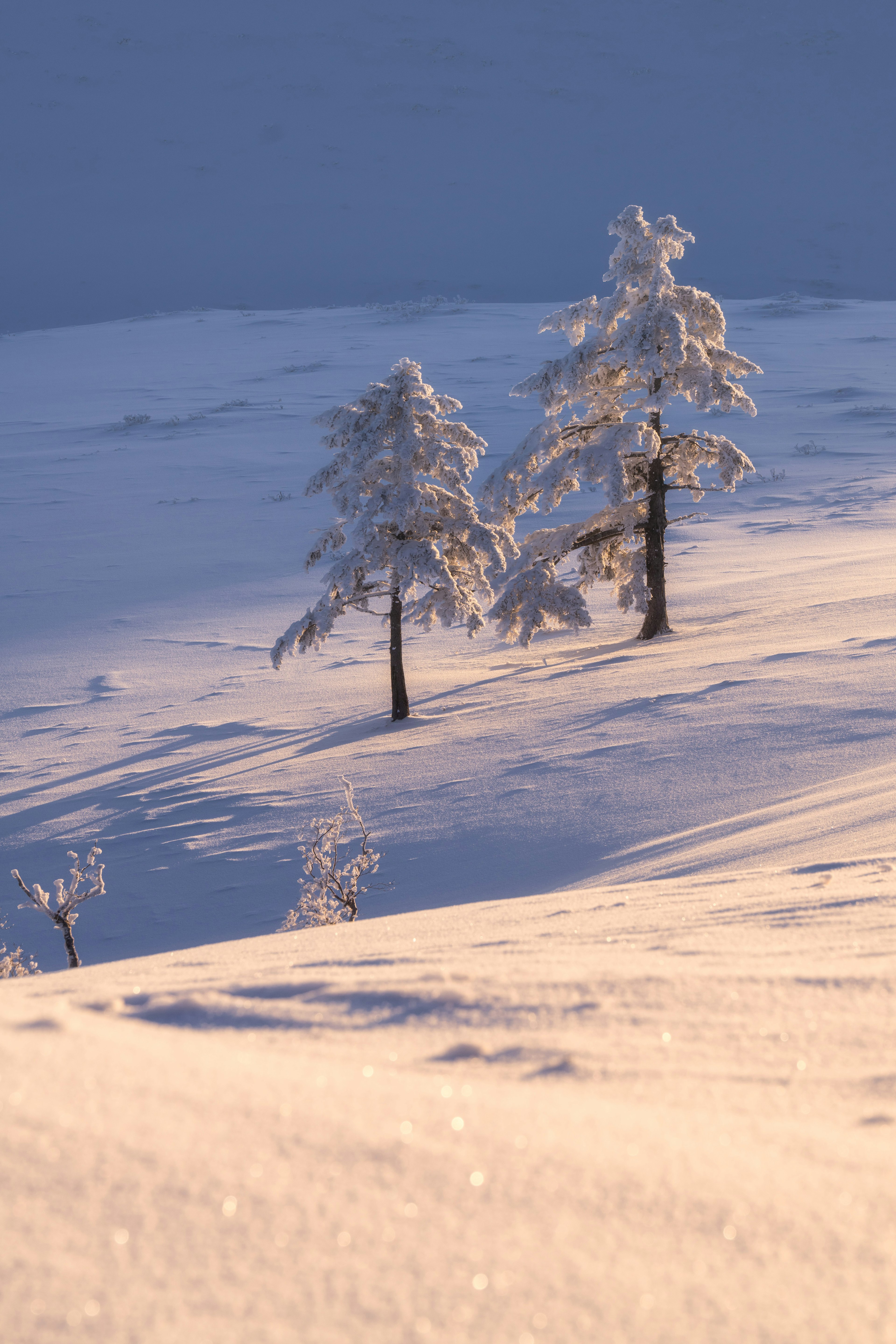 雪に覆われた二本の木が静かな風景に立っている