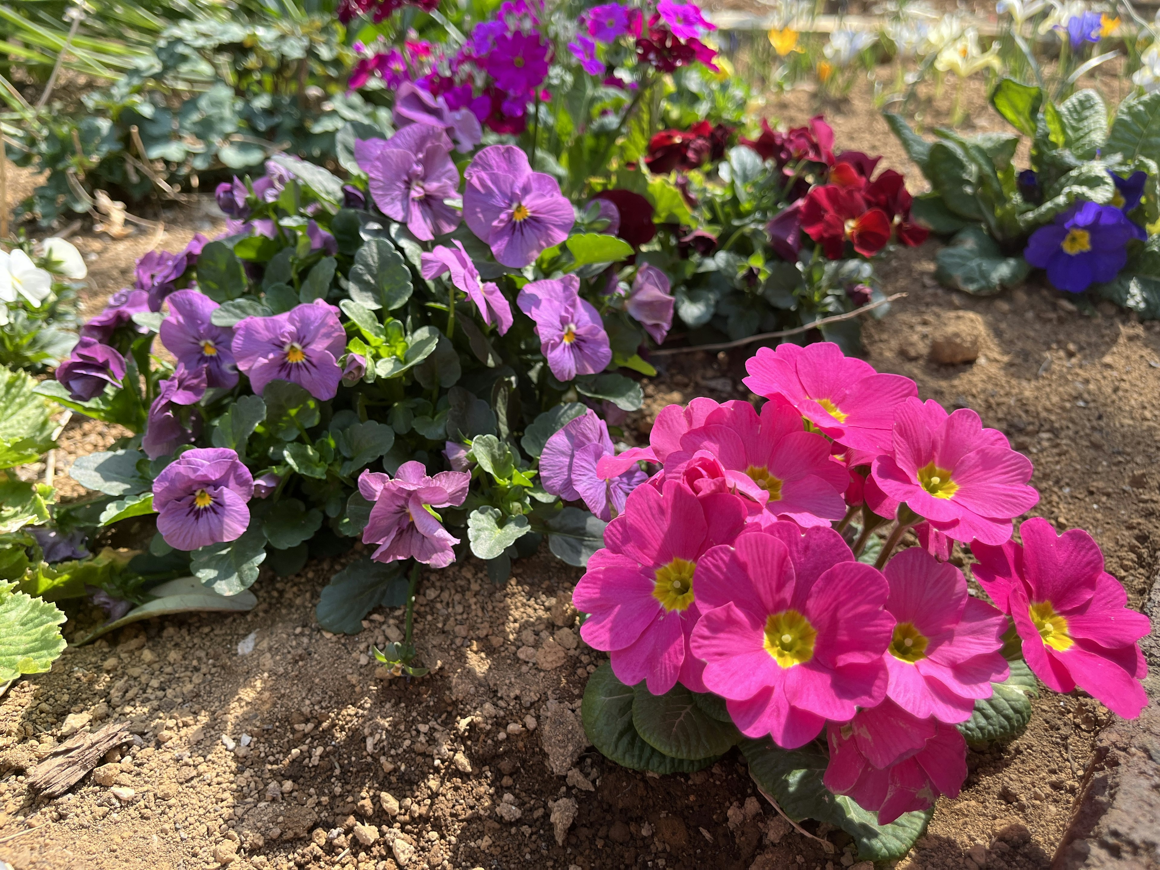 Una escena de jardín vibrante con grupos de flores rosas y moradas