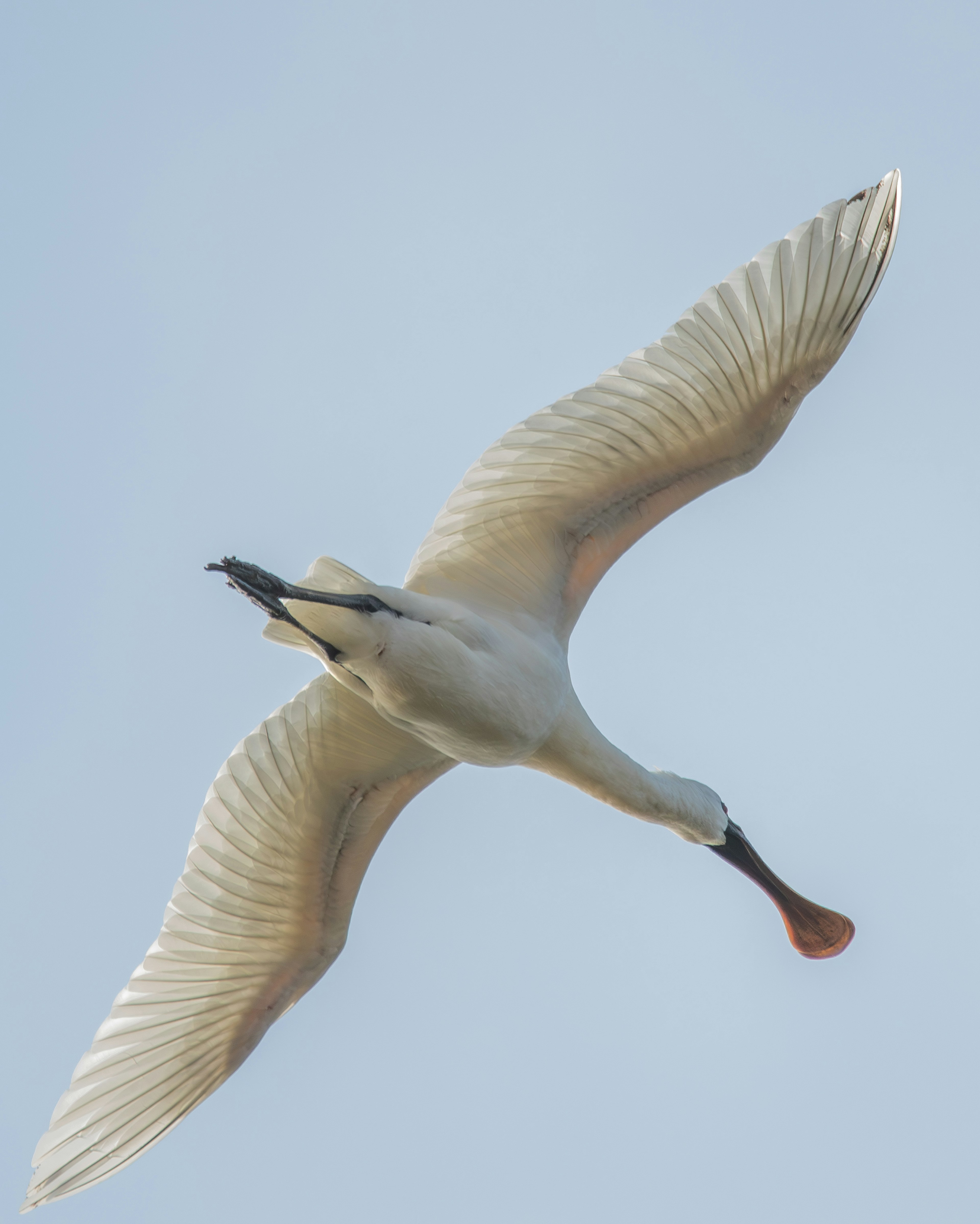 A white bird soaring in the sky