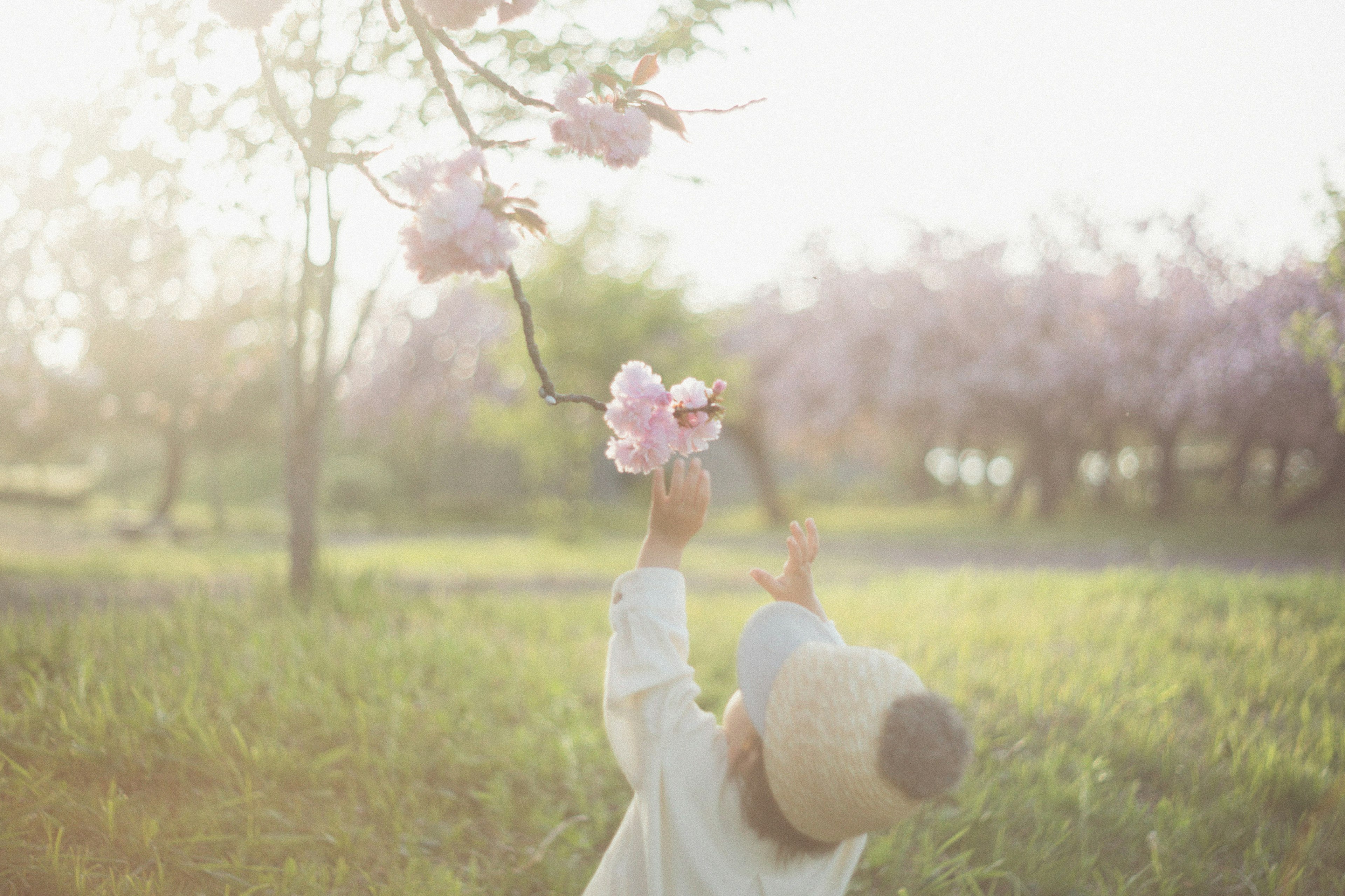 Anak meraih bunga sakura di bawah sinar matahari lembut dikelilingi oleh alam