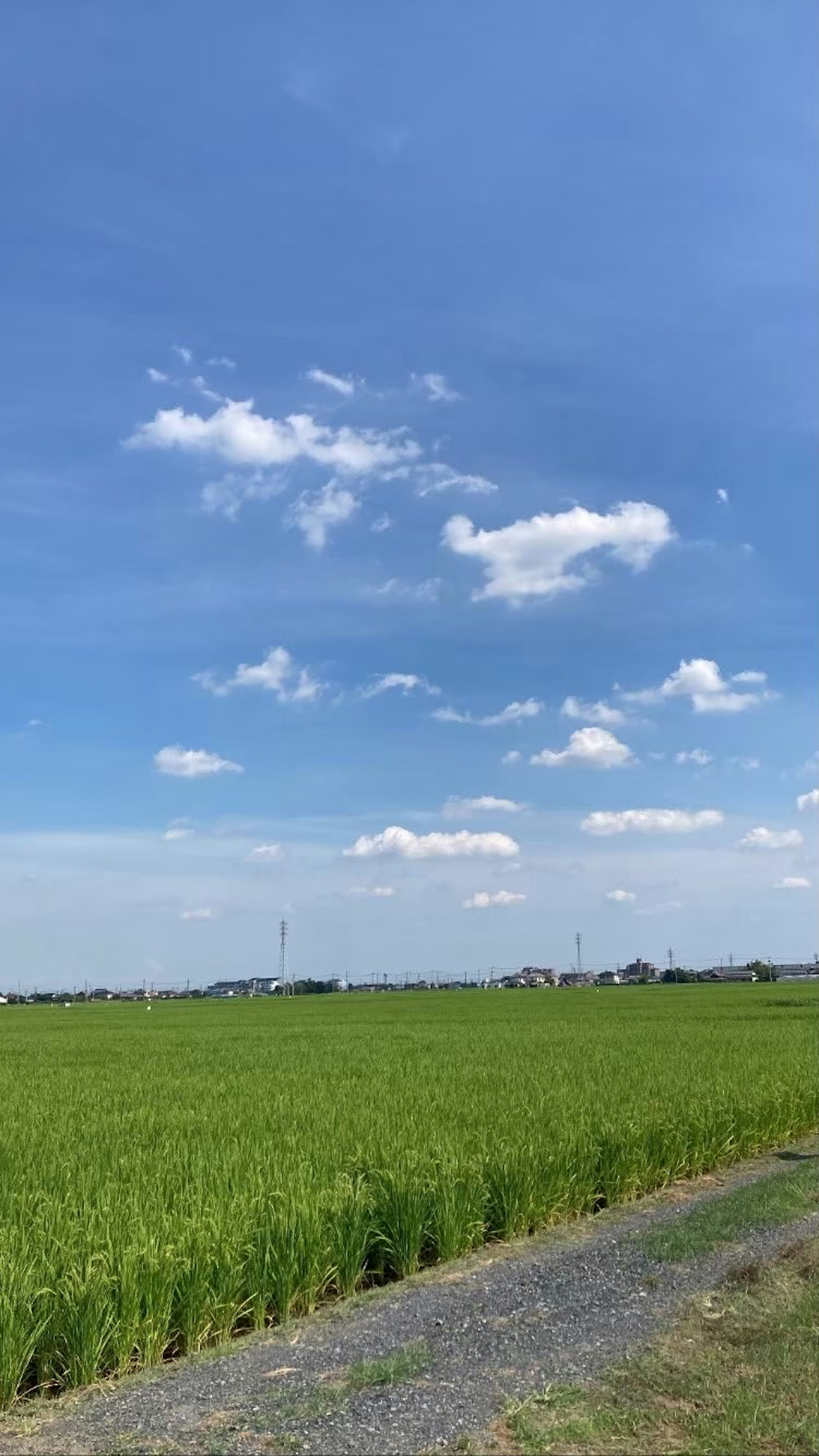 青空と白い雲が広がる緑の田んぼの風景