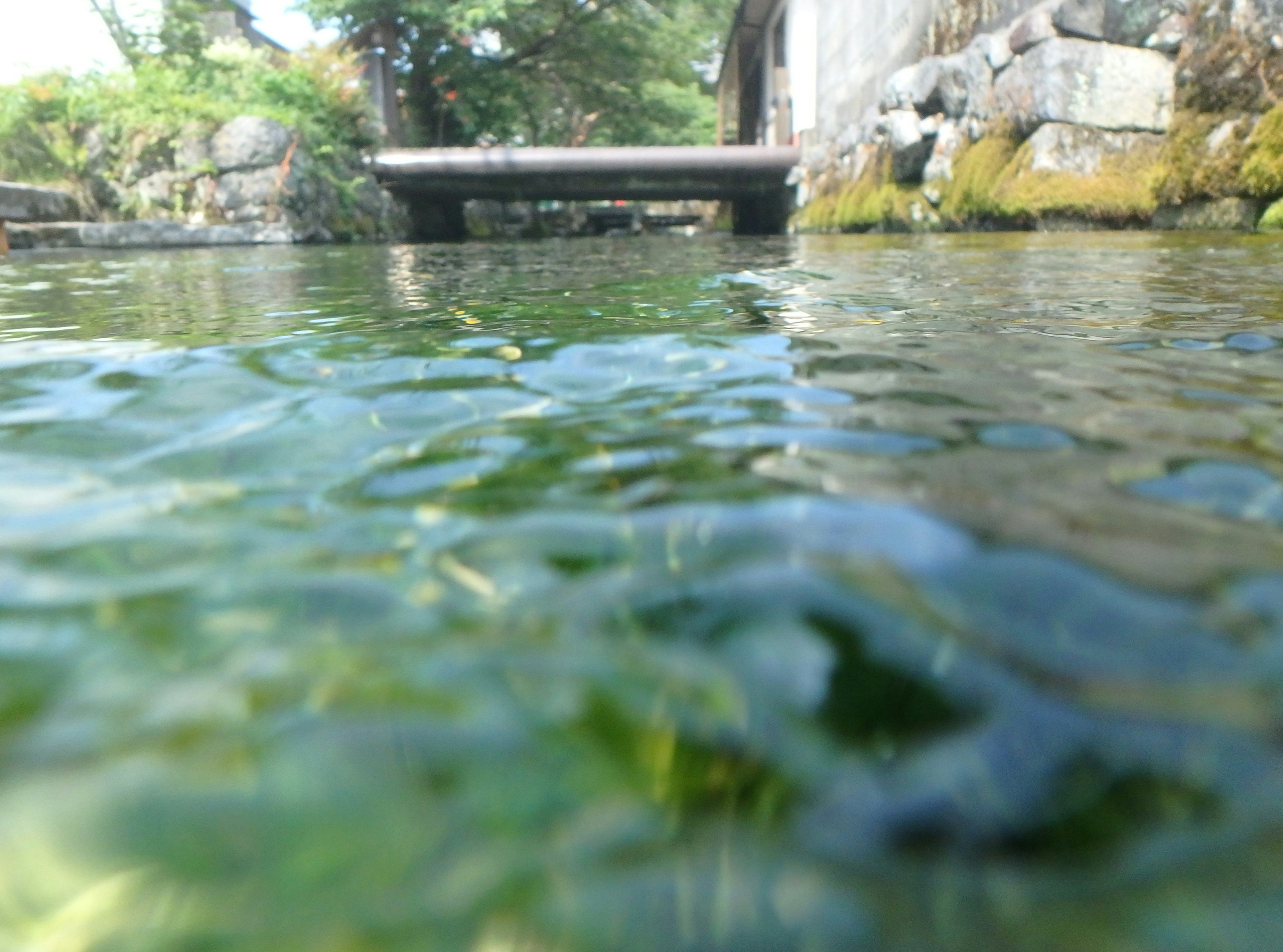 Underwater view featuring green algae and a bridge