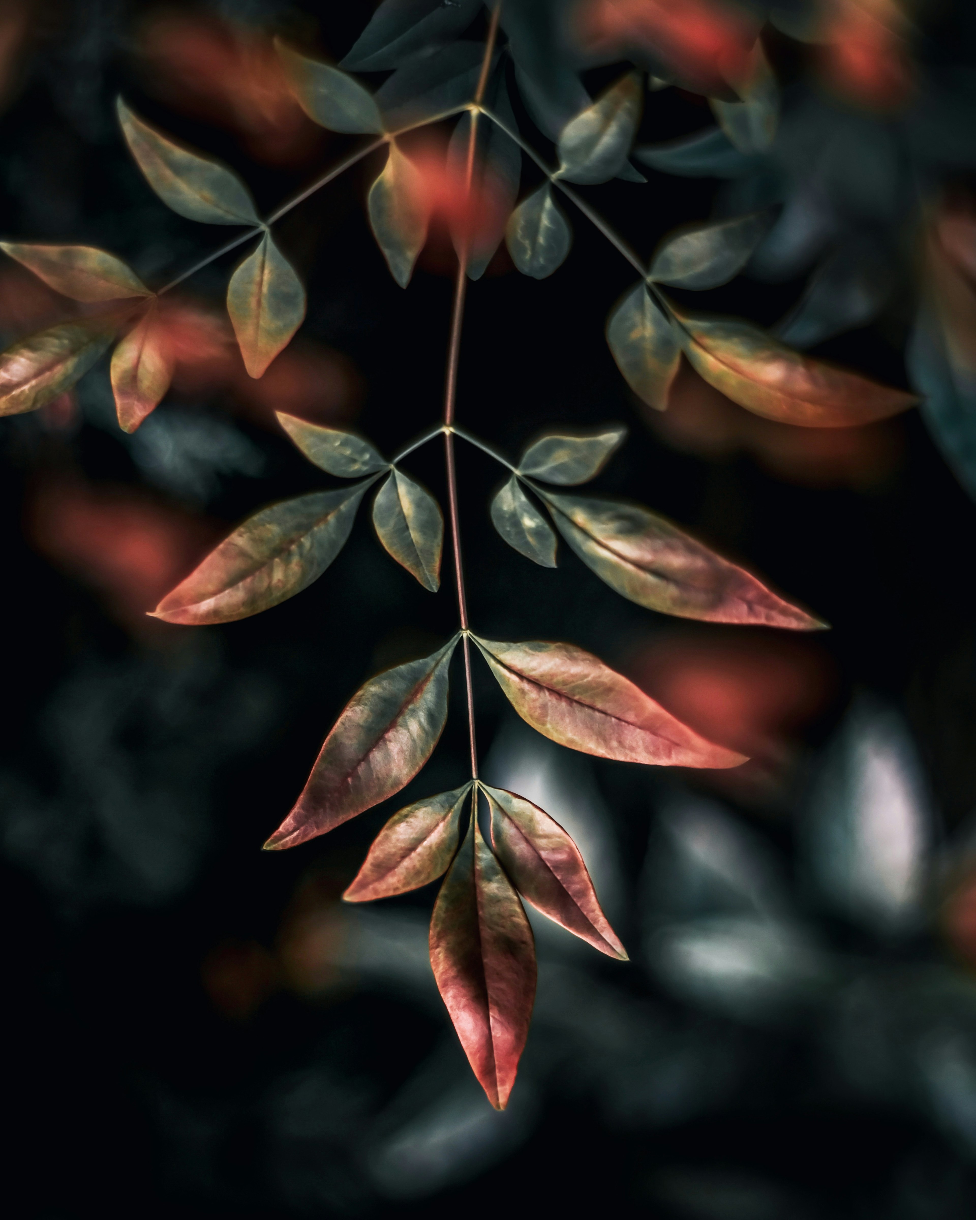 Acercamiento de hojas vibrantes contra un fondo oscuro mostrando la belleza natural