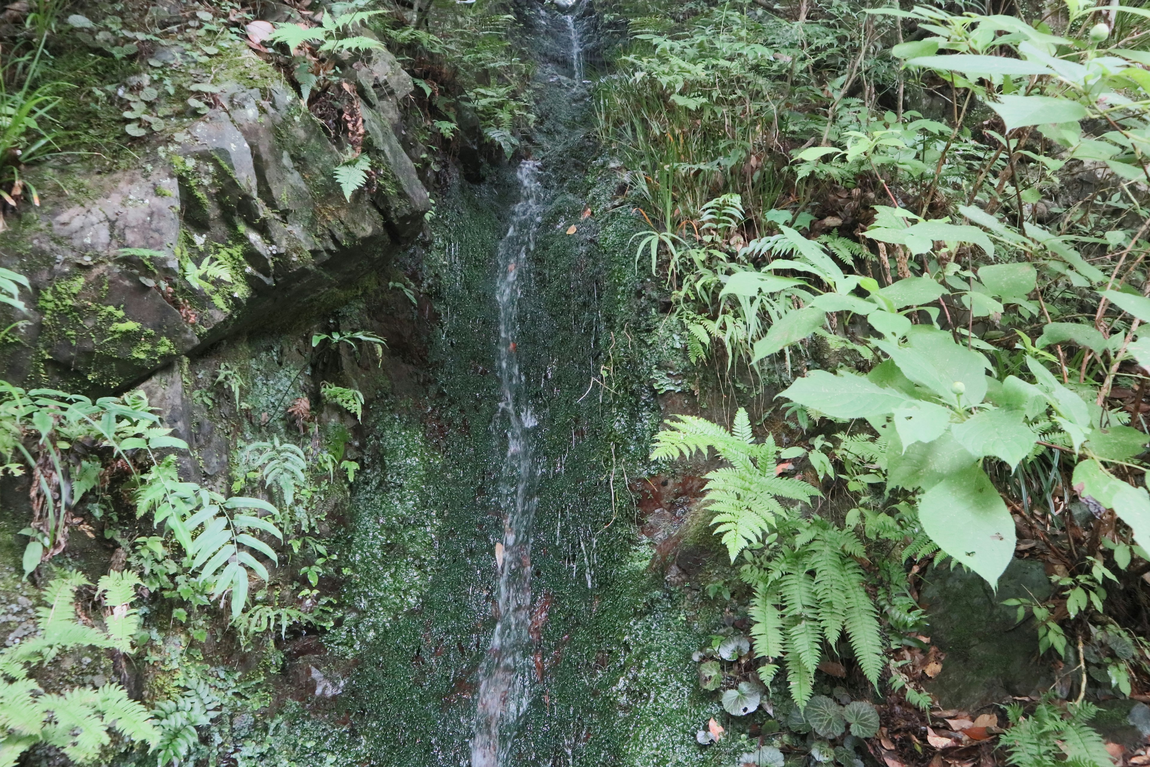 Piccola cascata che scorre attraverso una foresta lussureggiante con piante circostanti