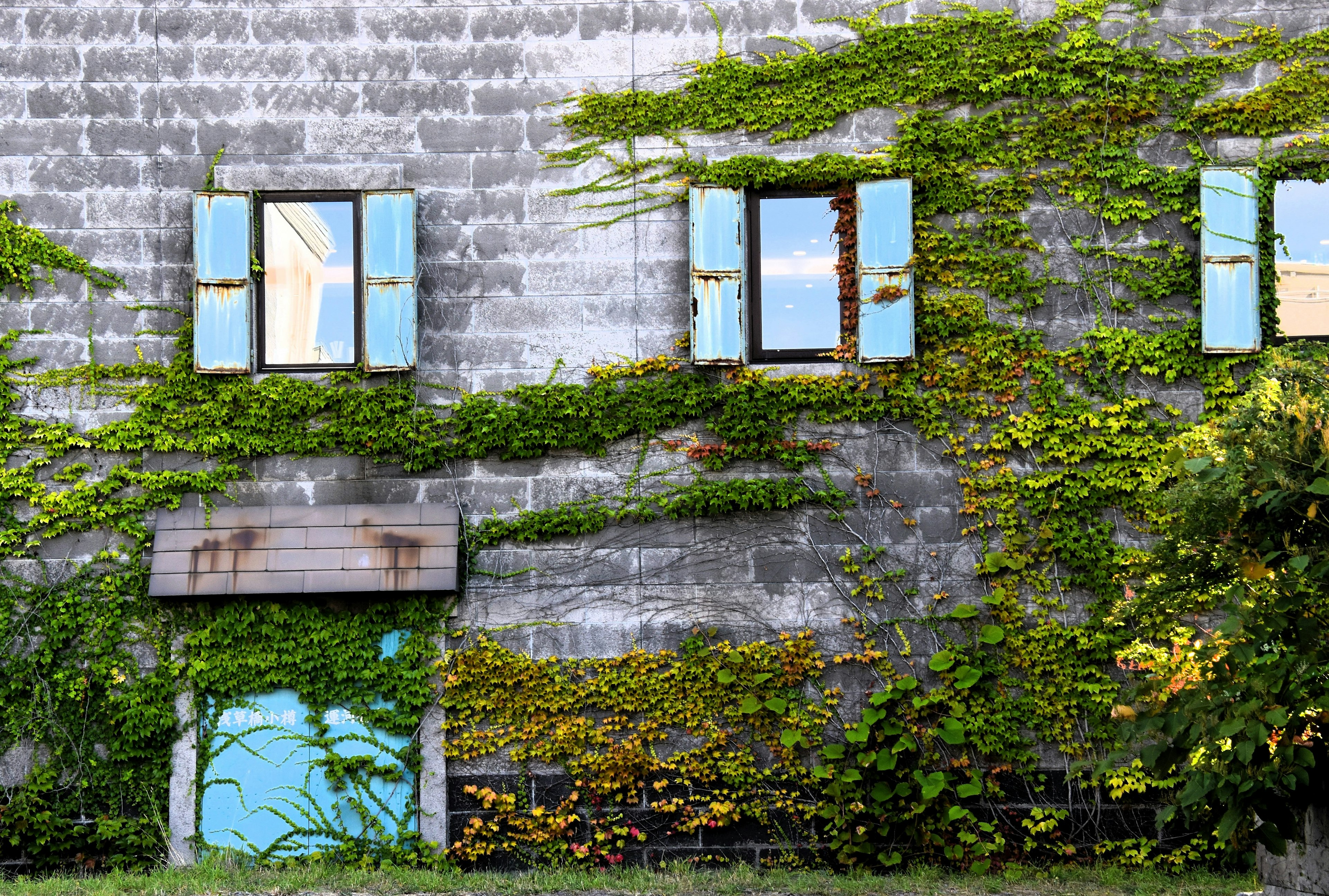 Wall covered in green vines with blue windows and door