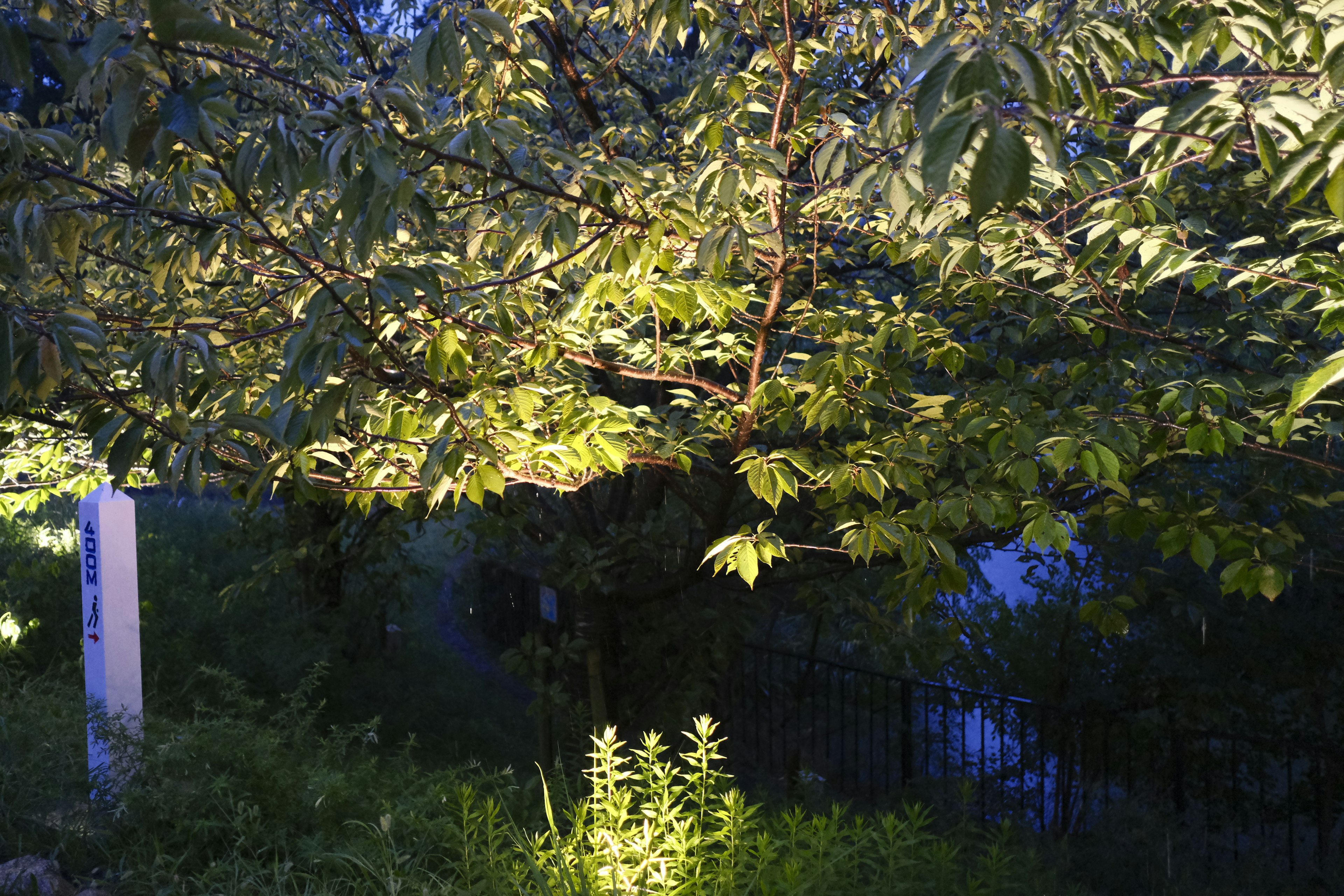 夜の木の下に明るい緑の草が生えている風景