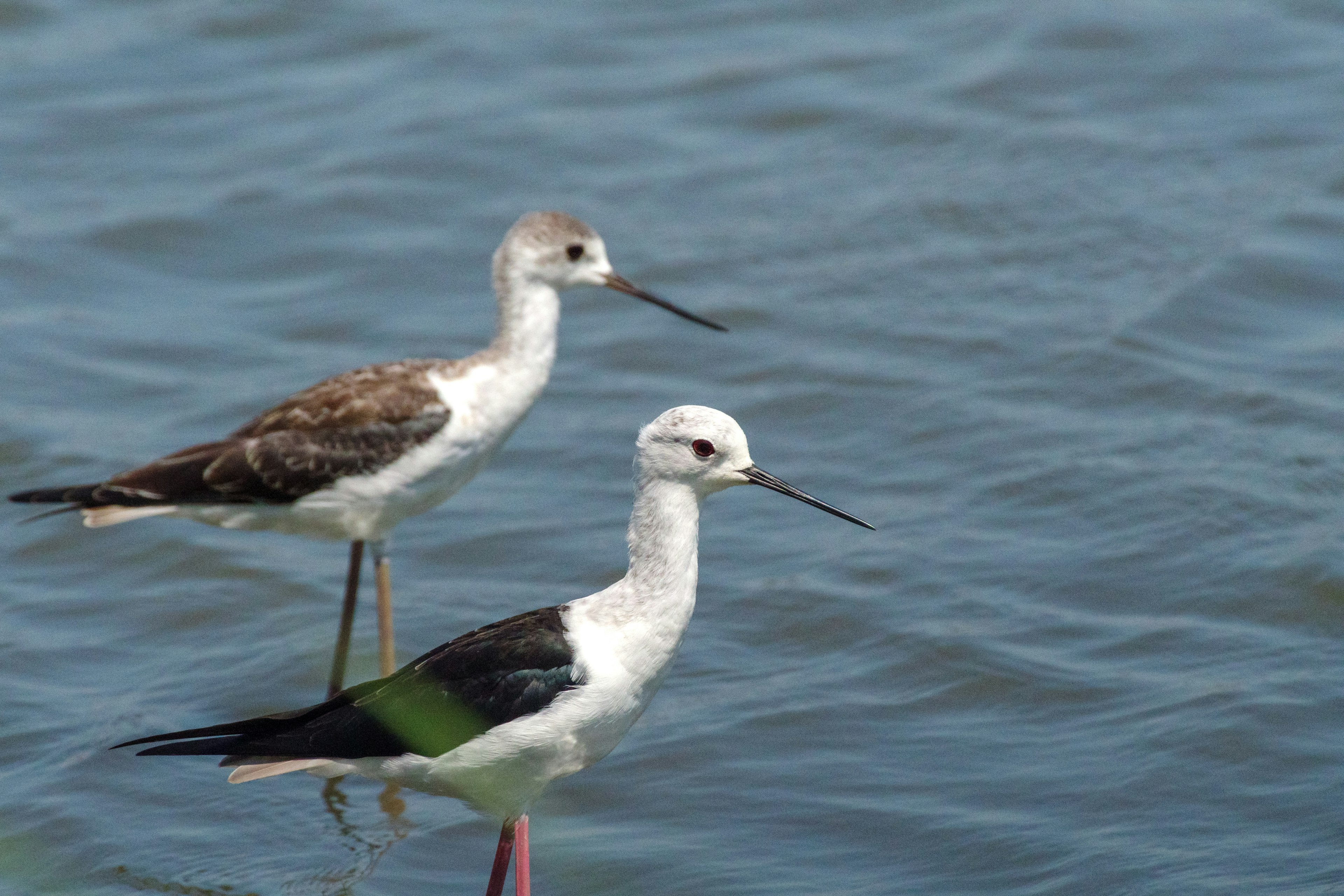 Zwei Vögel, die im Wasser stehen mit schwarz-weißen Federn und langen Schnäbeln