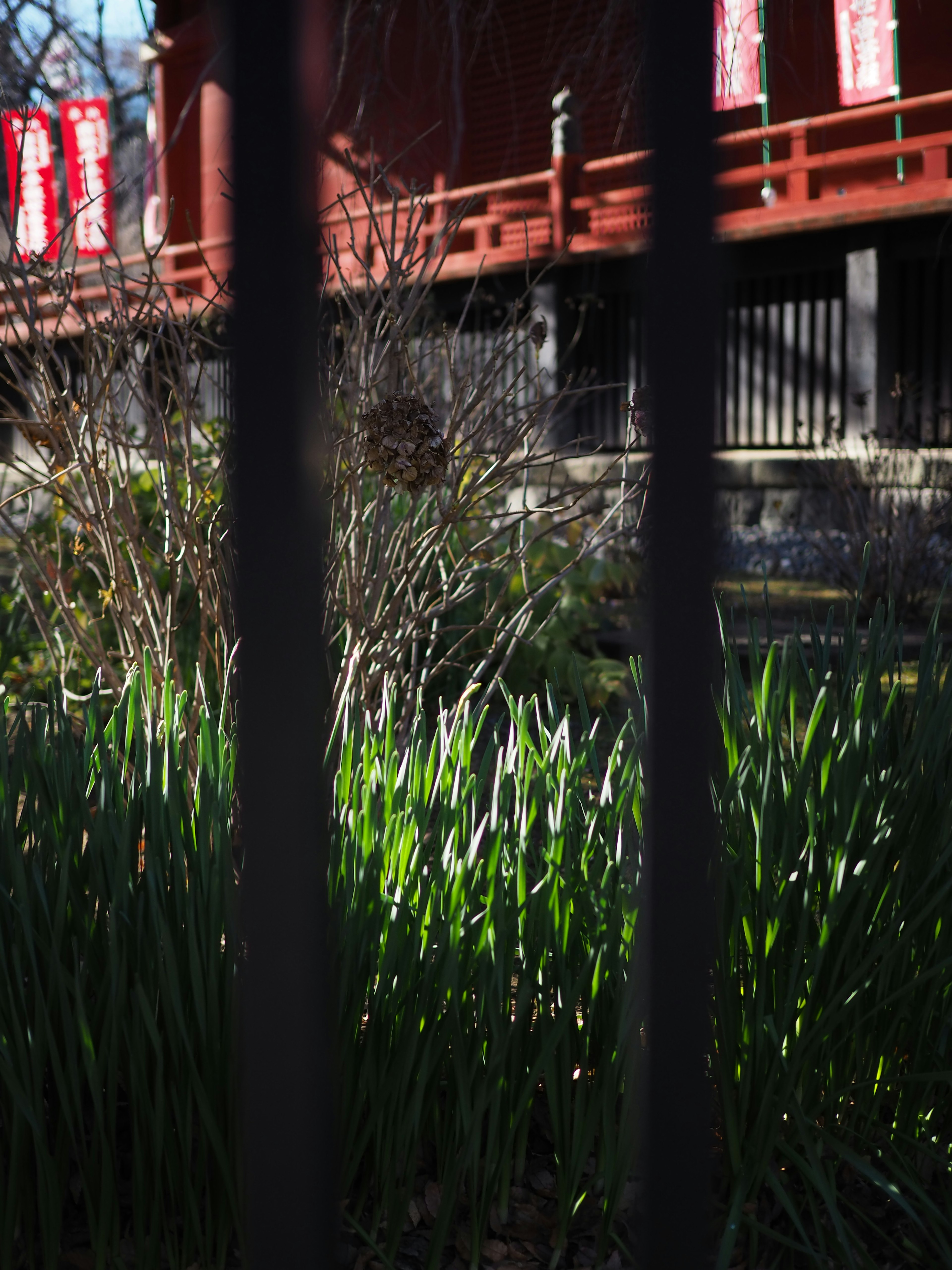 Foto de vegetación y un puente rojo al fondo