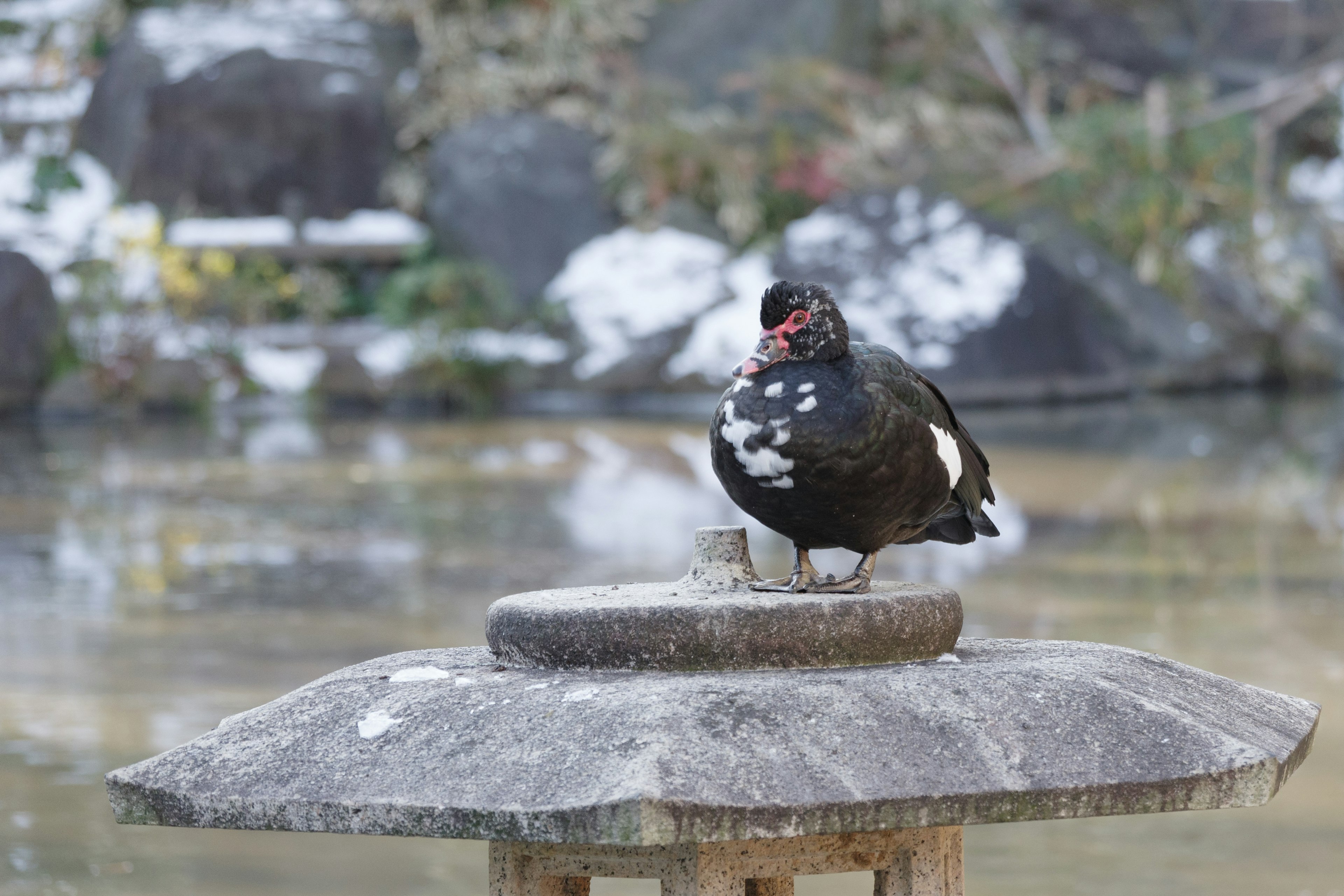 Ein schwarzer Vogel mit weißen Flecken sitzt auf einer Steinsäule neben einem Teich