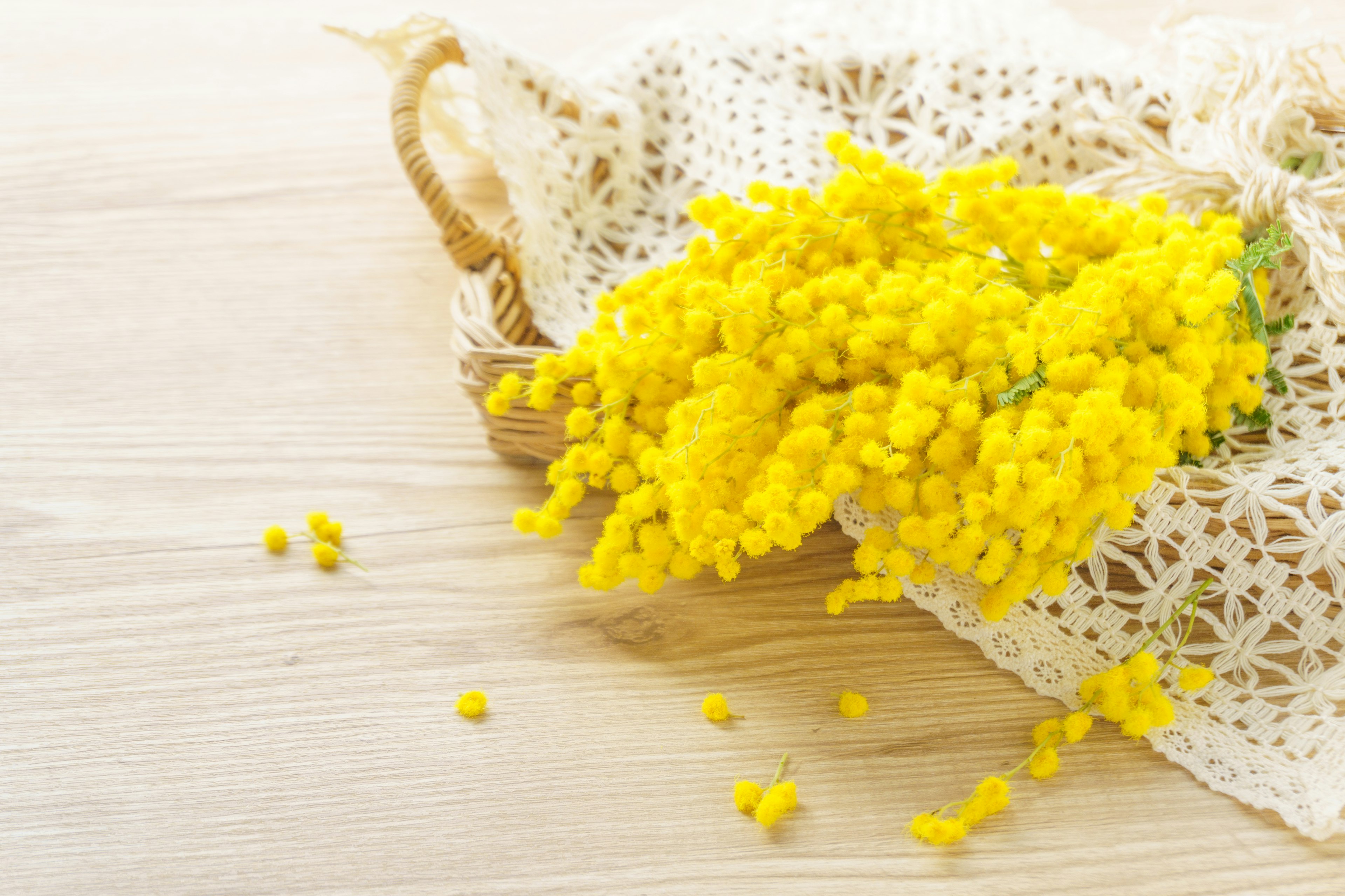 A bouquet of yellow mimosa flowers placed on a white lace cloth