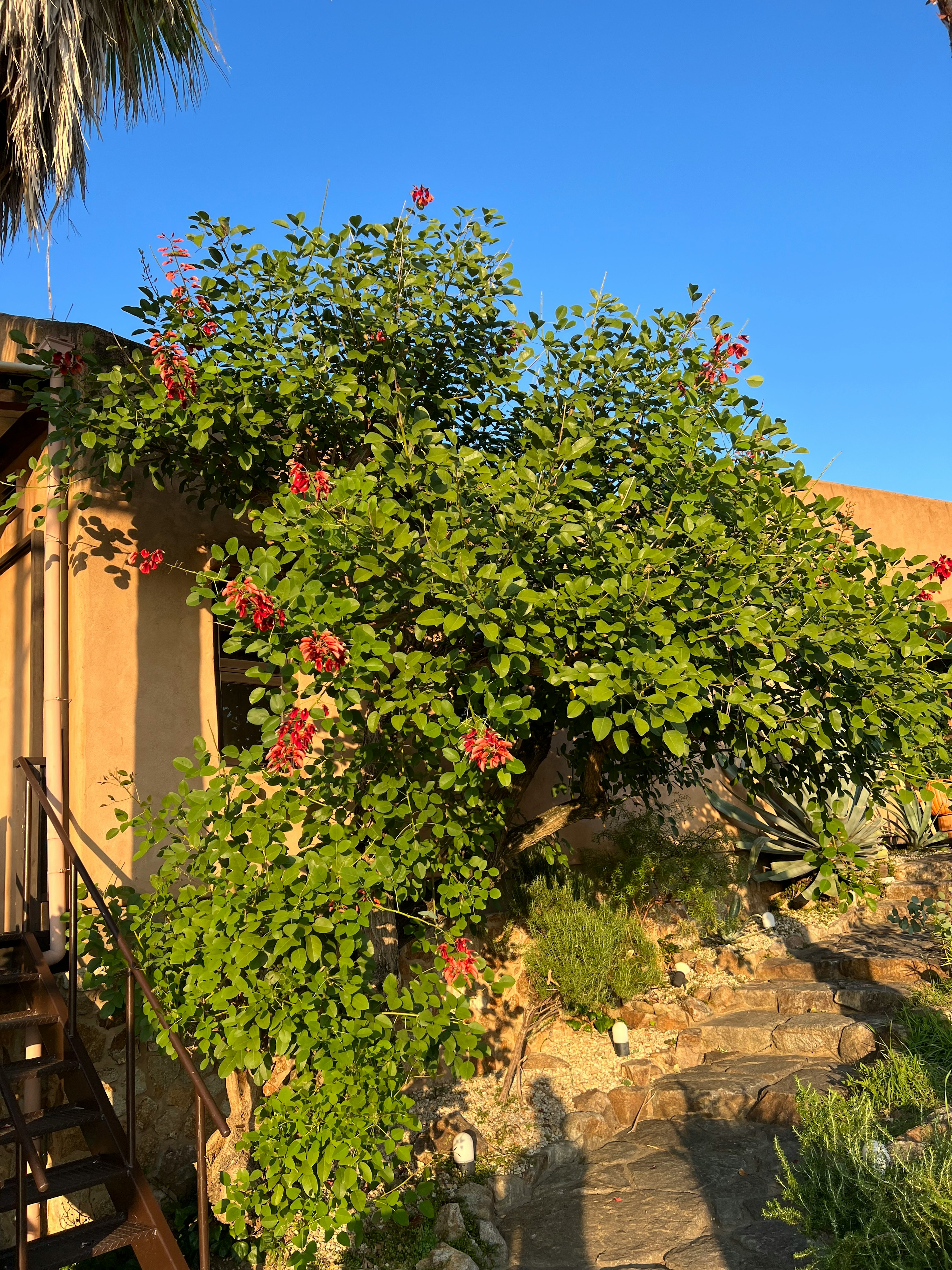 Árbol verde exuberante con flores rojas junto a una casa rústica