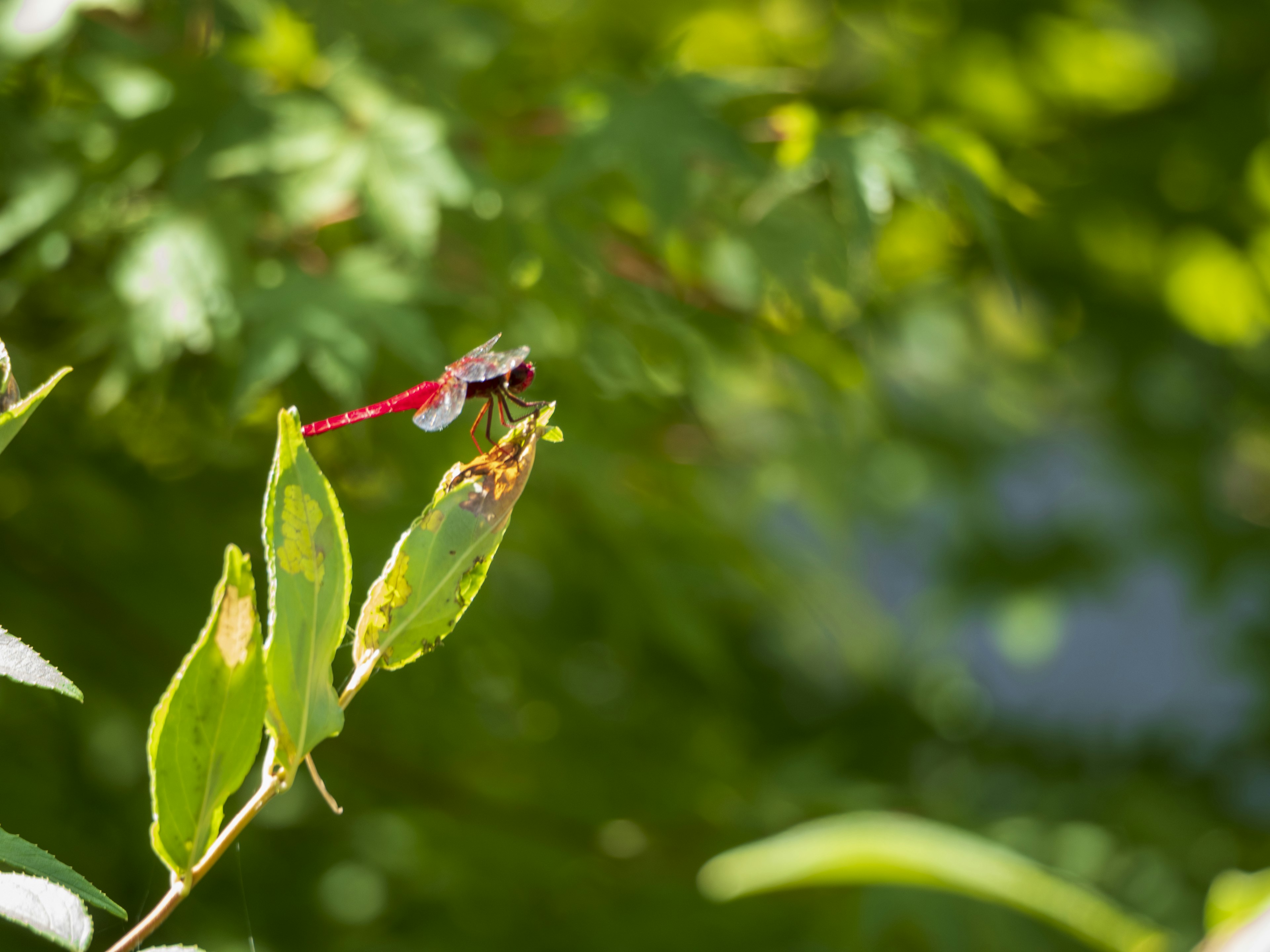 Libellule rouge posée sur des feuilles vertes avec un fond vert flou