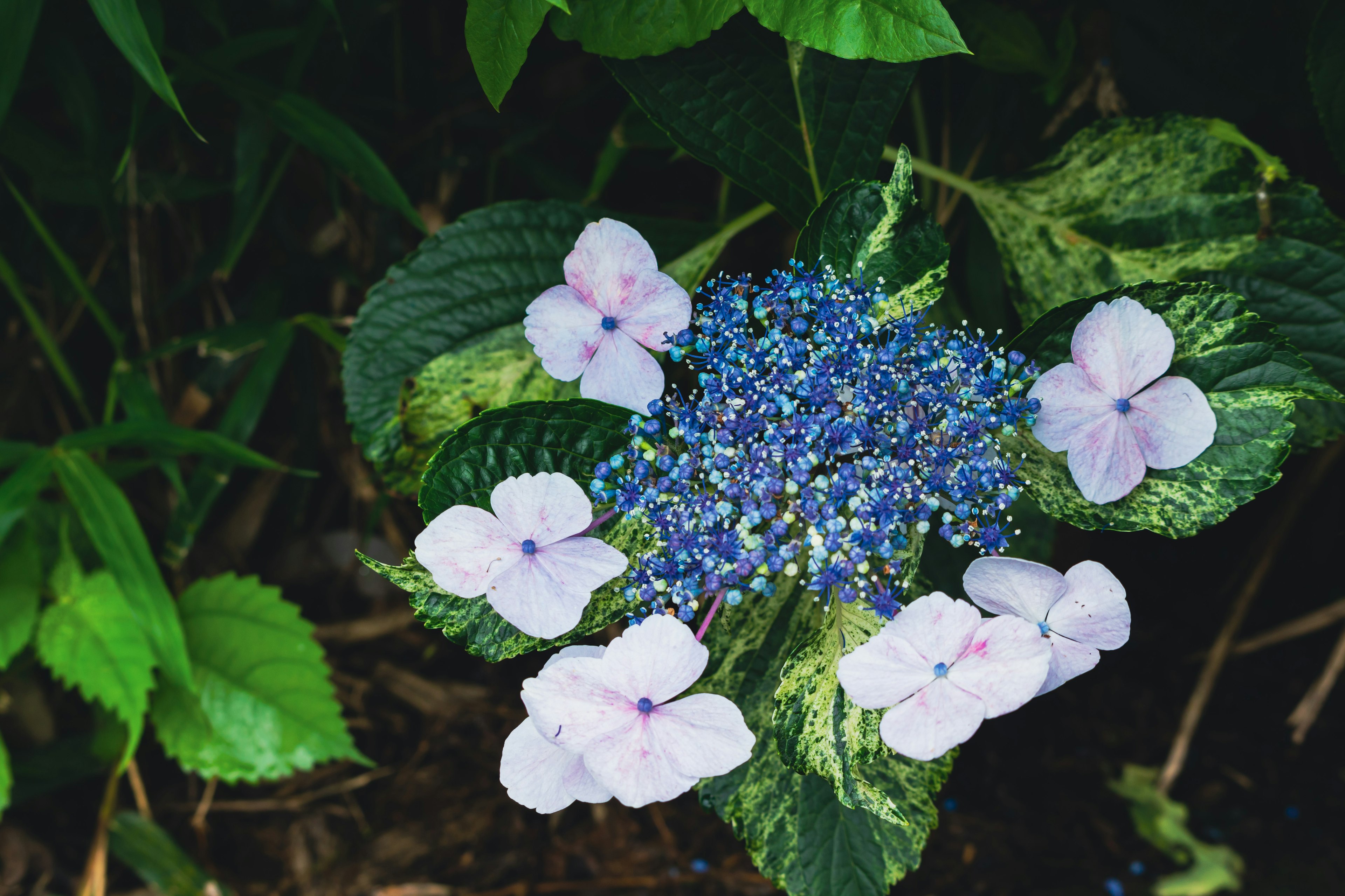 青い花とピンクの花びらを持つハイドランジアの美しいブーケ