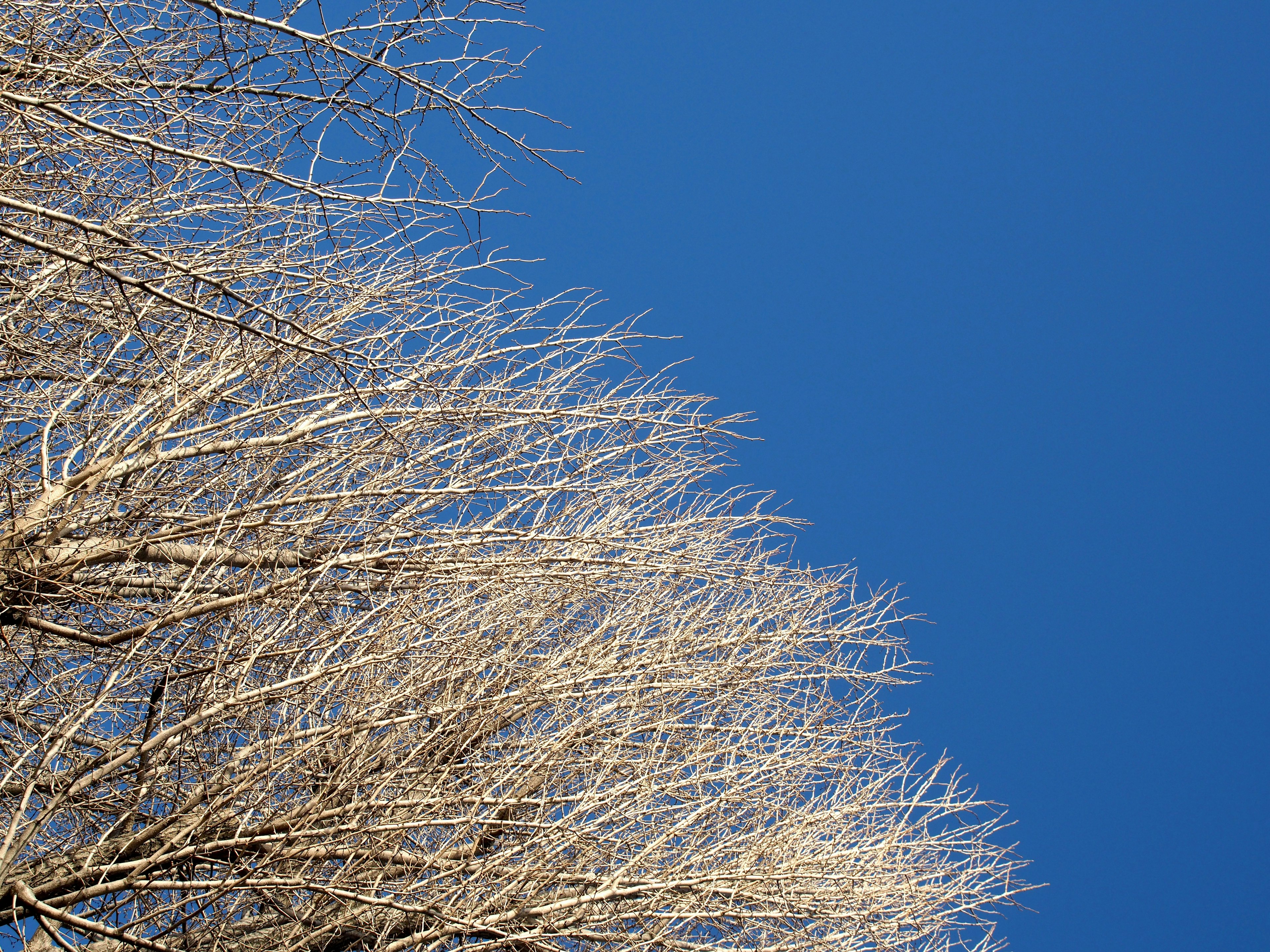 Top view of a tree with thin branches against a blue sky