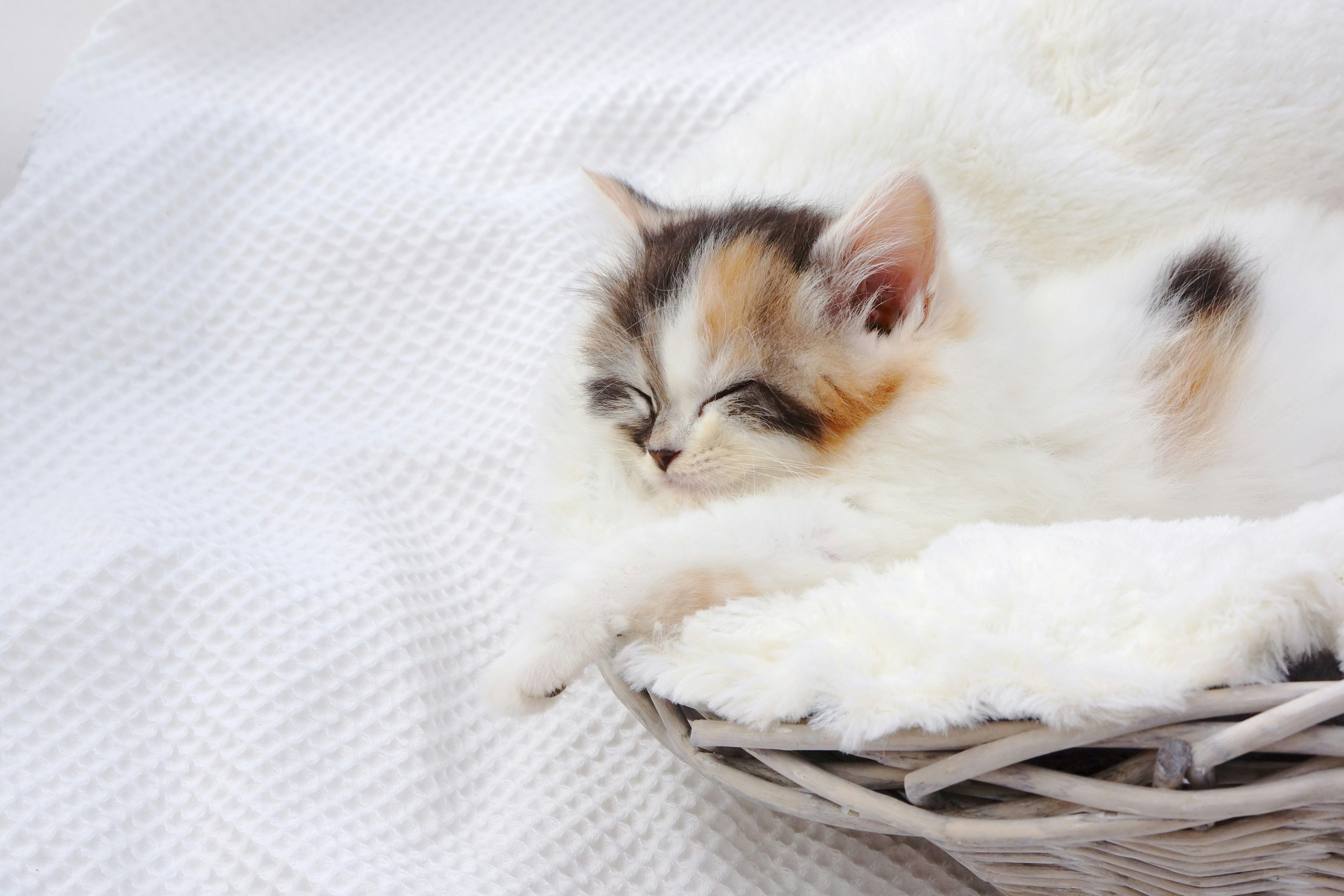 A sleeping kitten with white and brown fur resting in a cozy basket