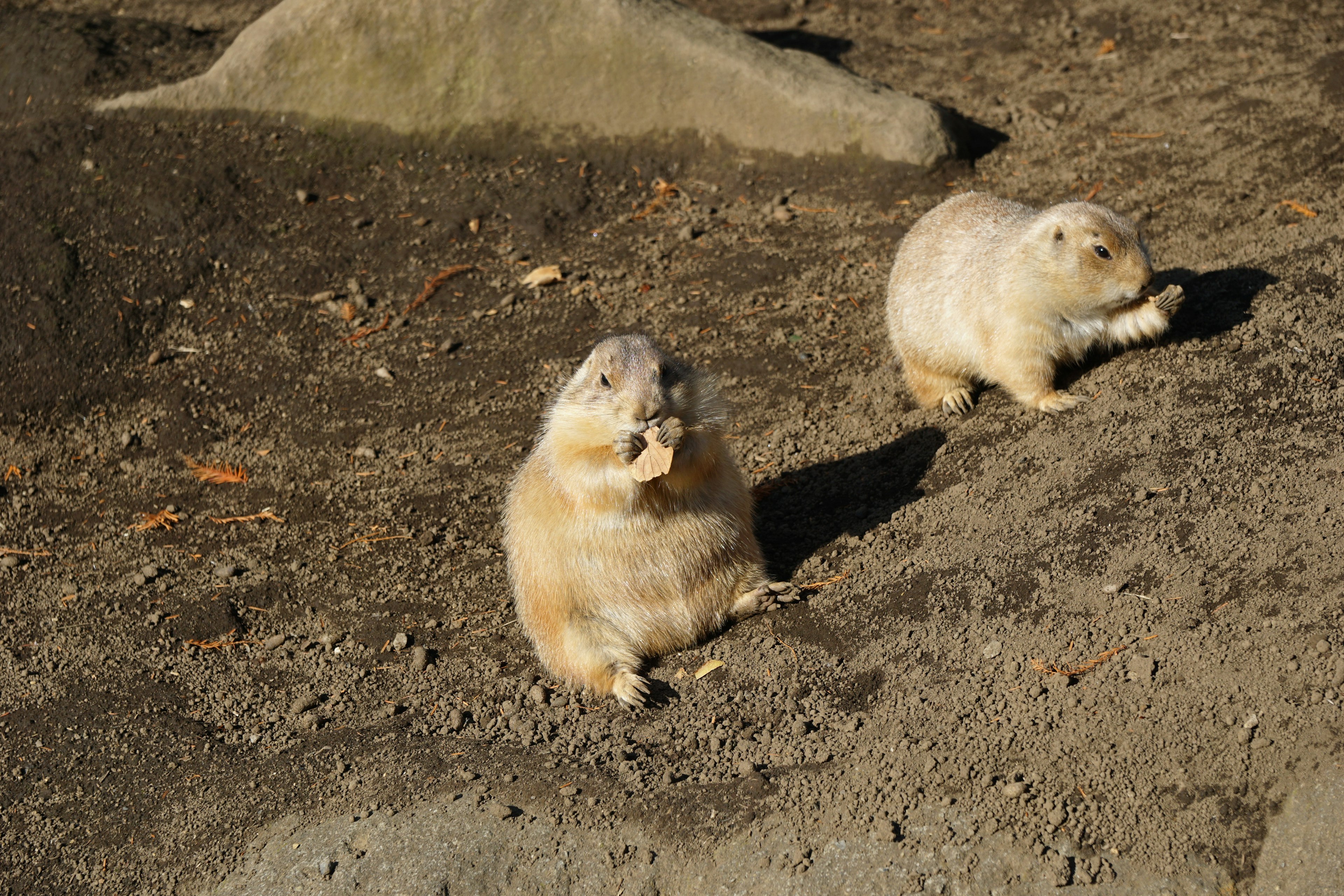 Deux chiens de prairie jouant sur le sol