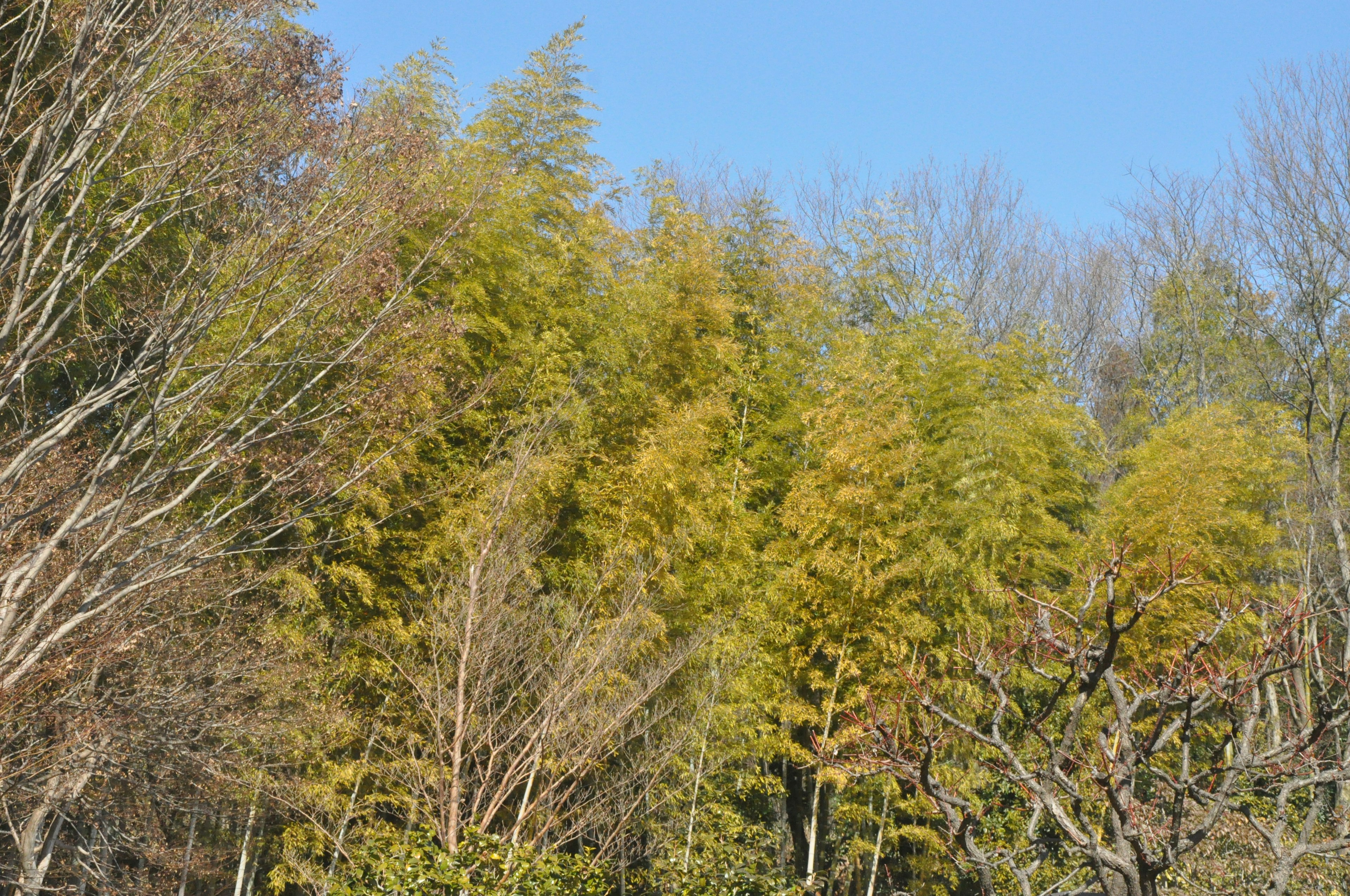 Cluster of green and yellow trees under a blue sky