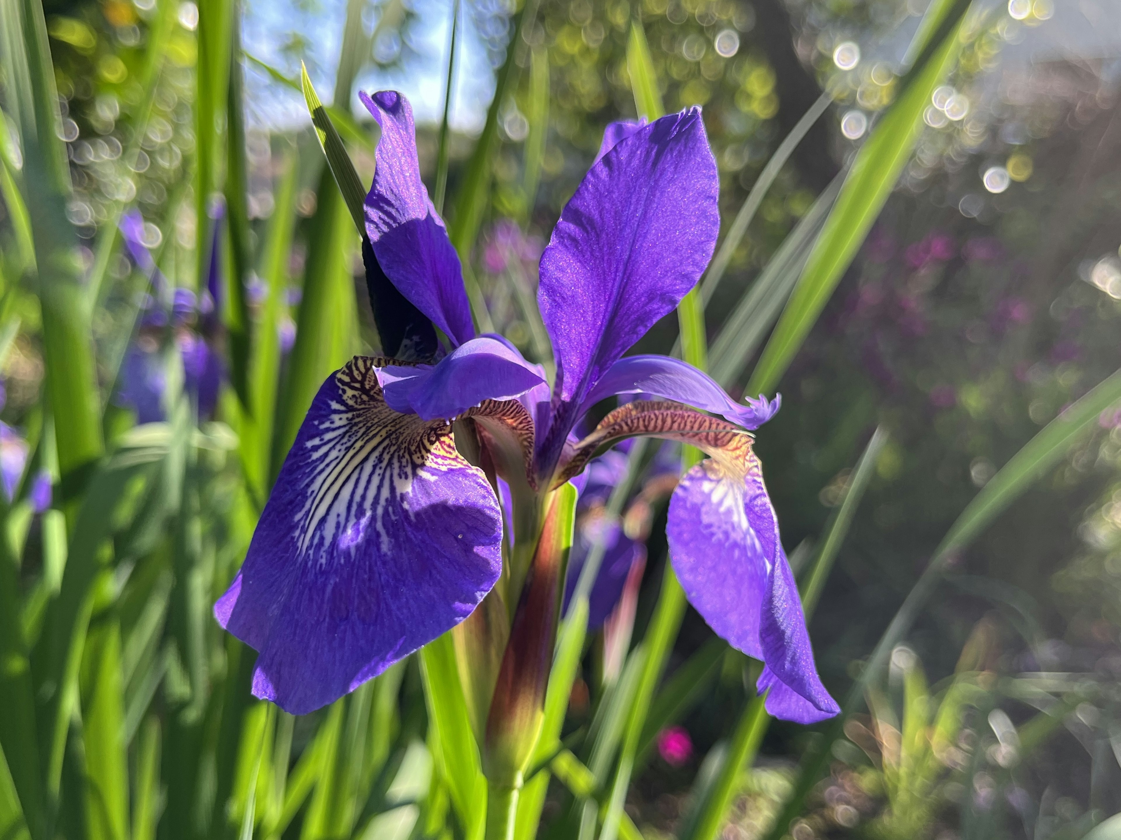 Fleurs d'iris violettes vibrantes en fleurs dans un jardin