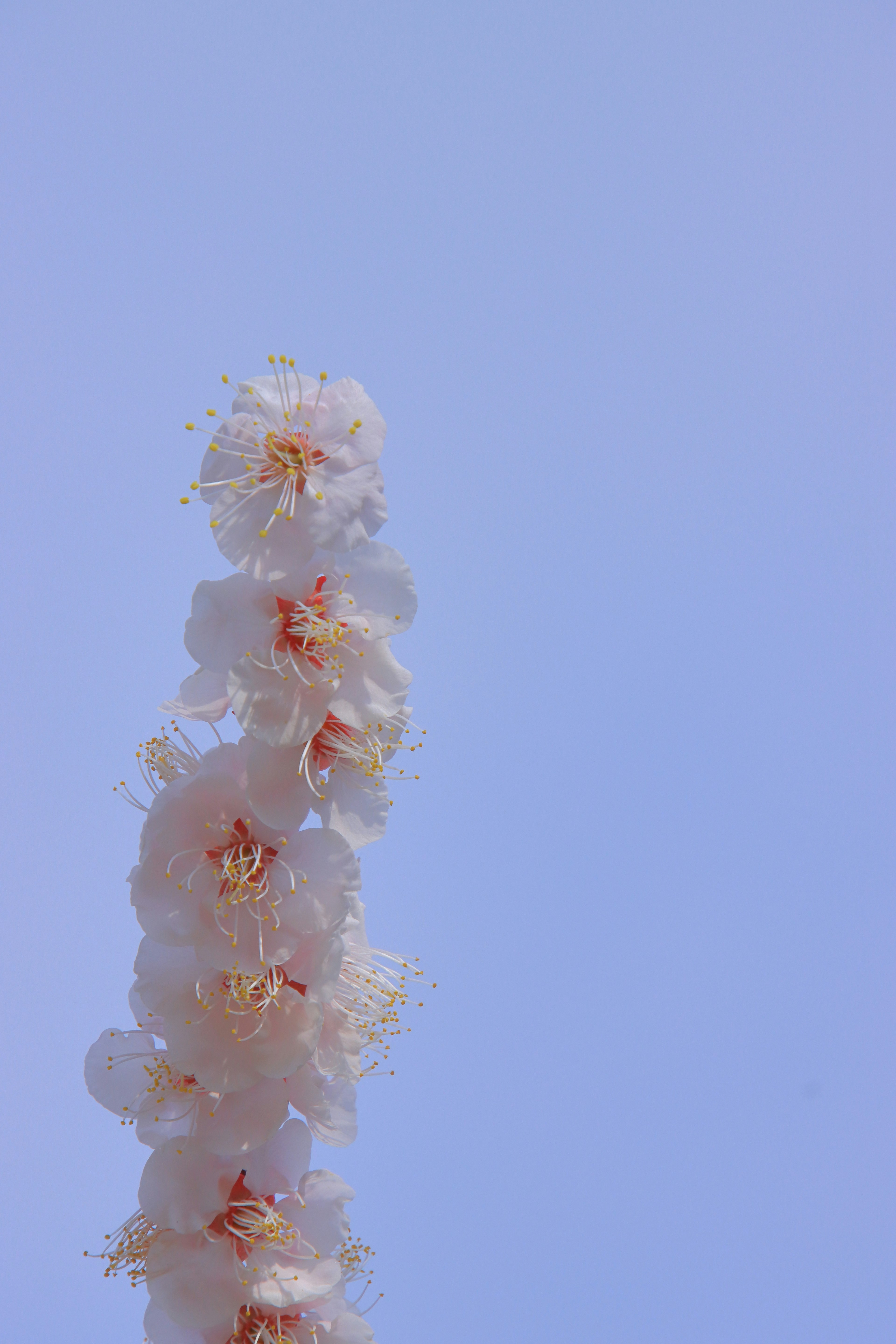 青空の背景に咲く白い花の穂