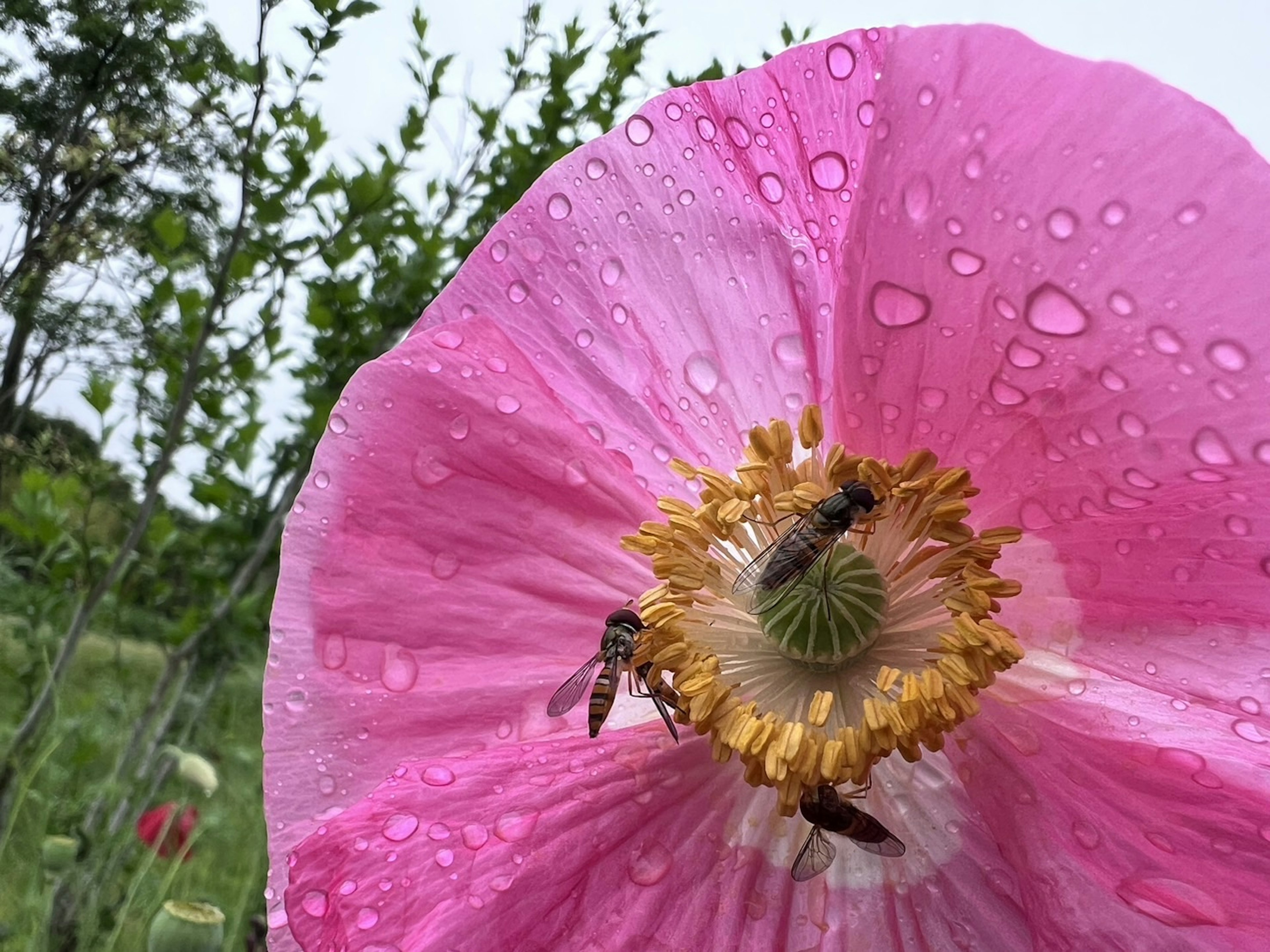 大きなピンクの花の中心にいるミツバチと水滴