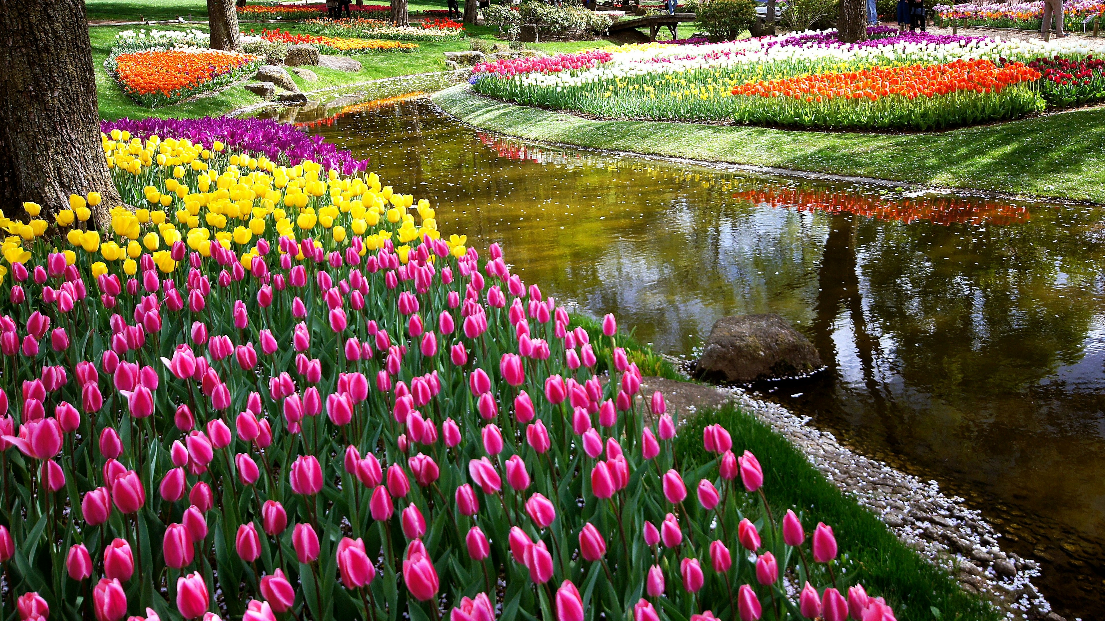 Tulipanes coloridos y paisaje sereno con estanque