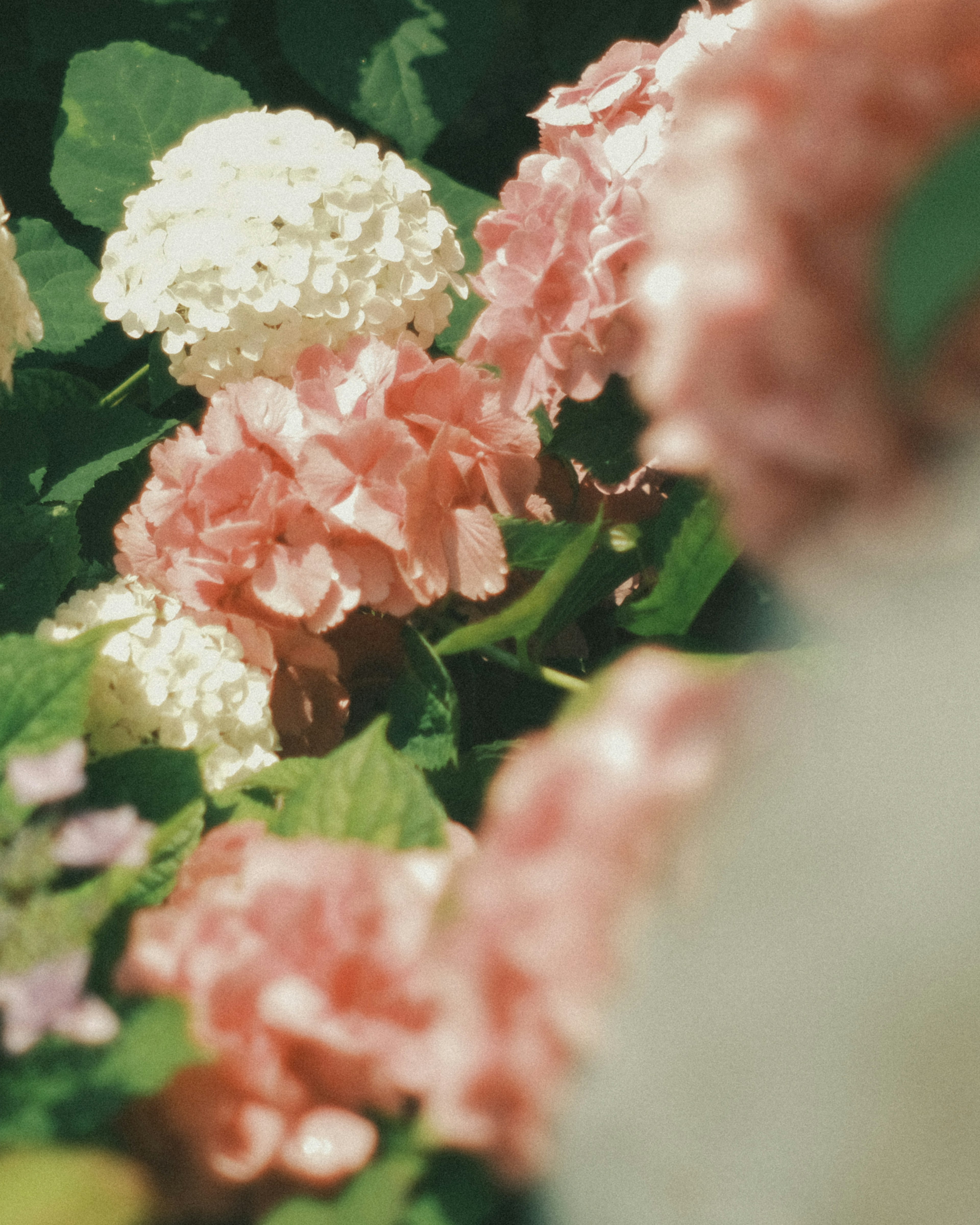 Flores coloridas de hortensias en un jardín