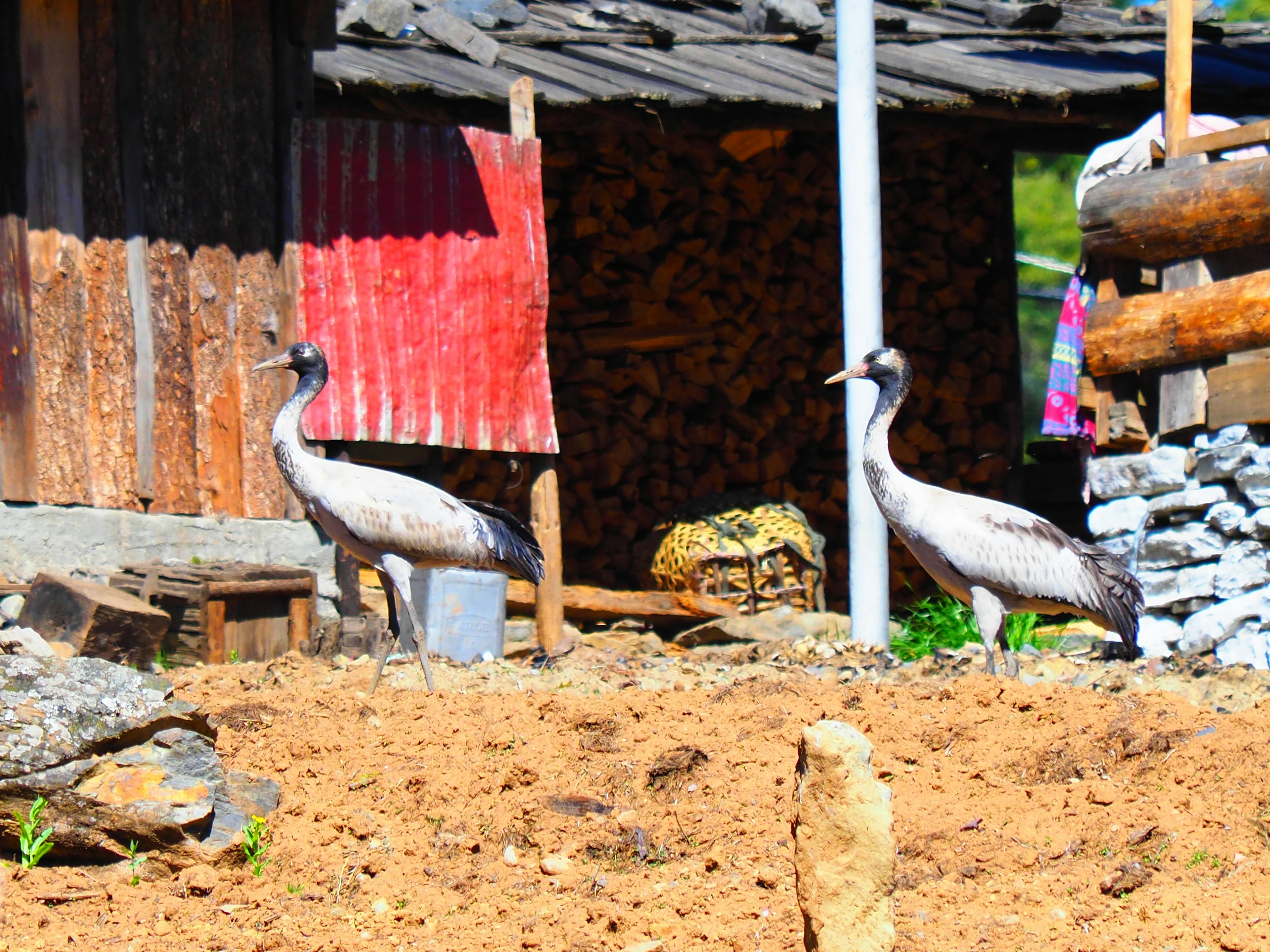 Dos aves en un entorno rural cerca de un cobertizo de madera