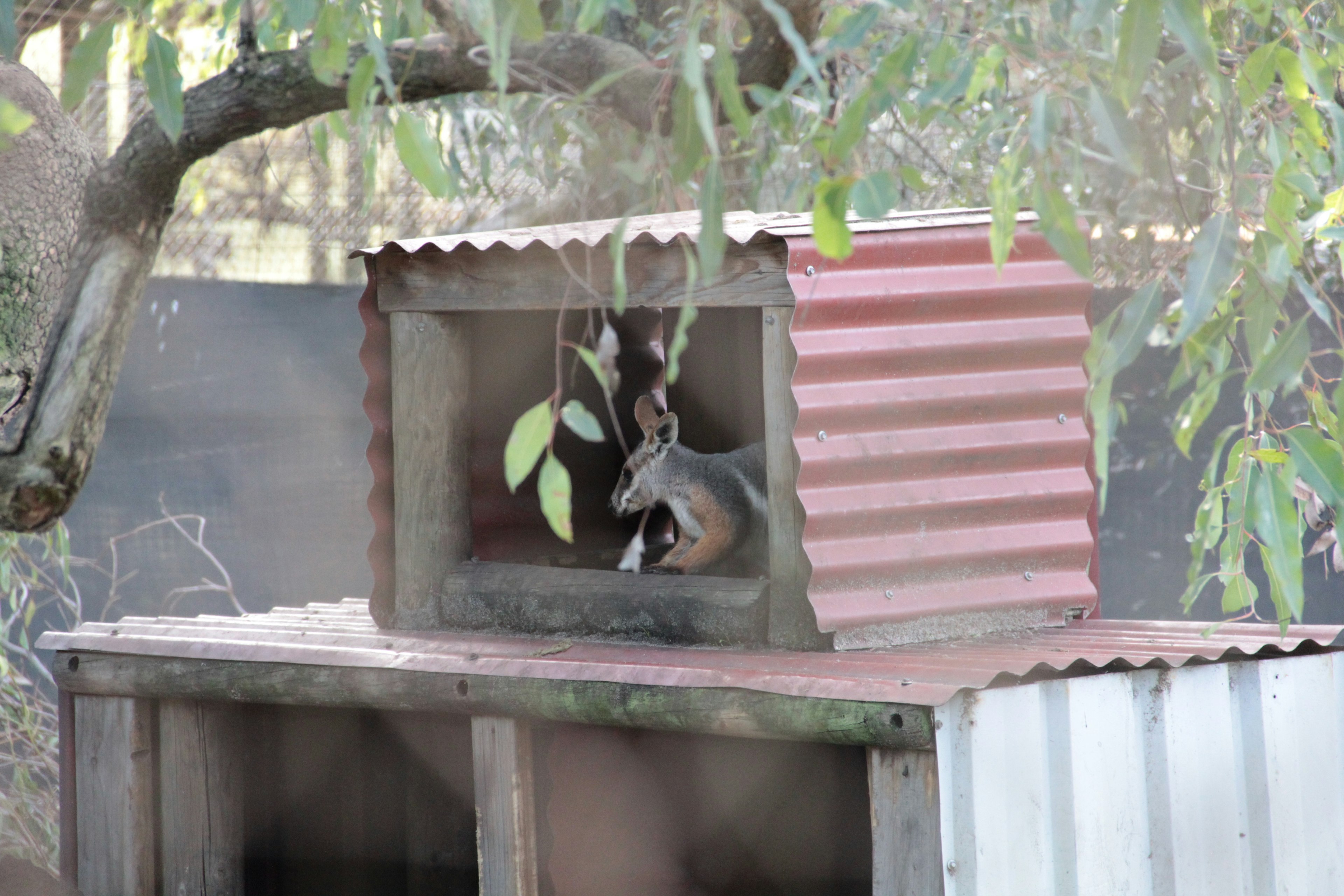 A small deer inside a wooden shelter with green leaves visible