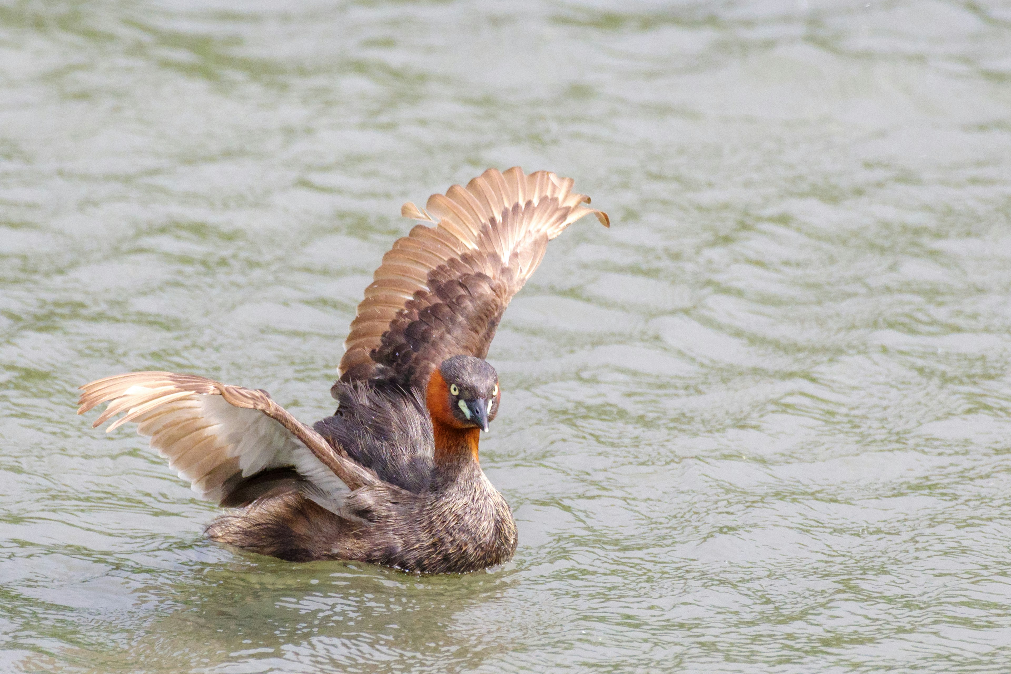 Vogel breitet seine Flügel auf der Wasseroberfläche aus mit braunen und orangefarbenen Federn die lebendige Farben zeigen