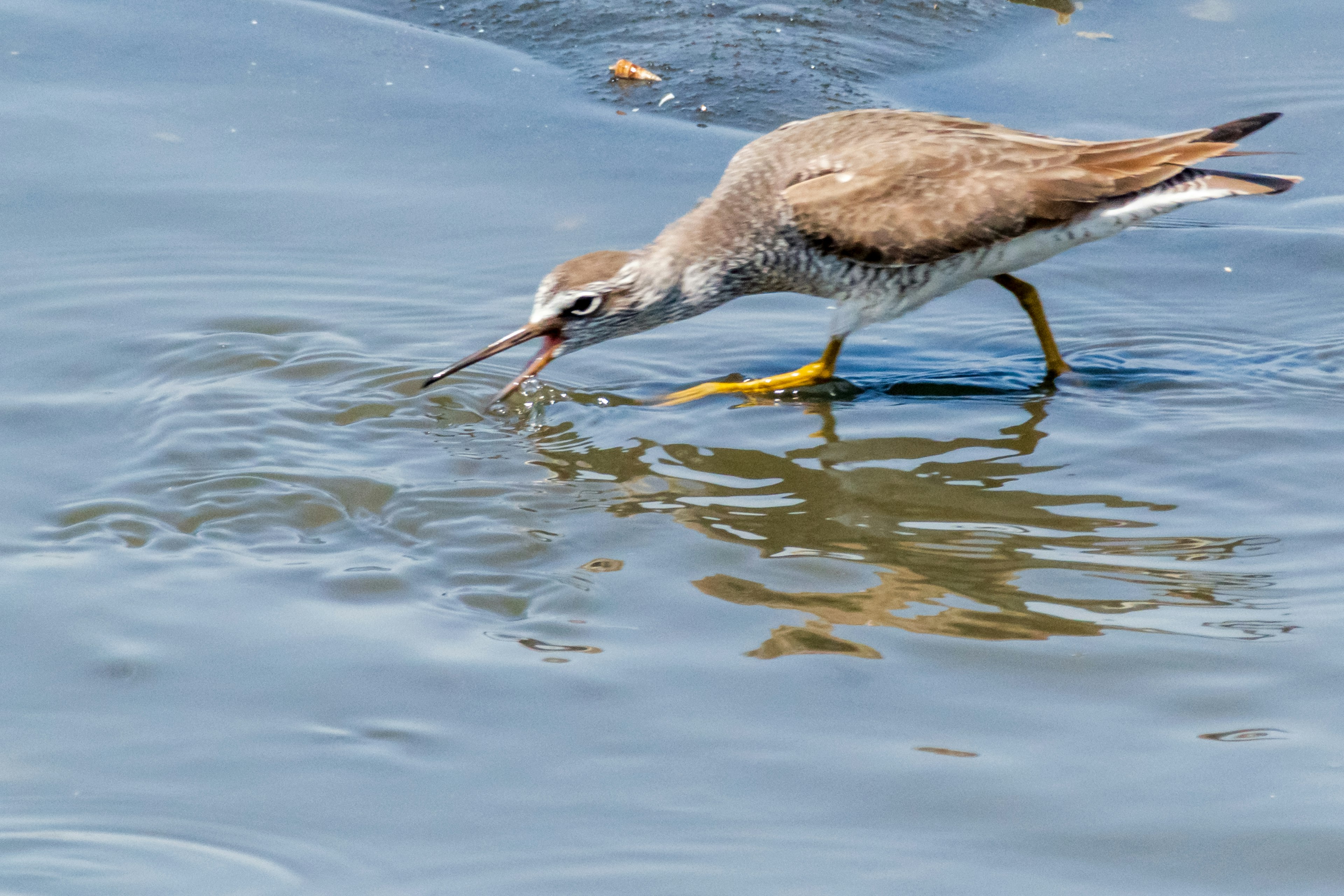 Uccello che cerca cibo nell'acqua con riflesso visibile