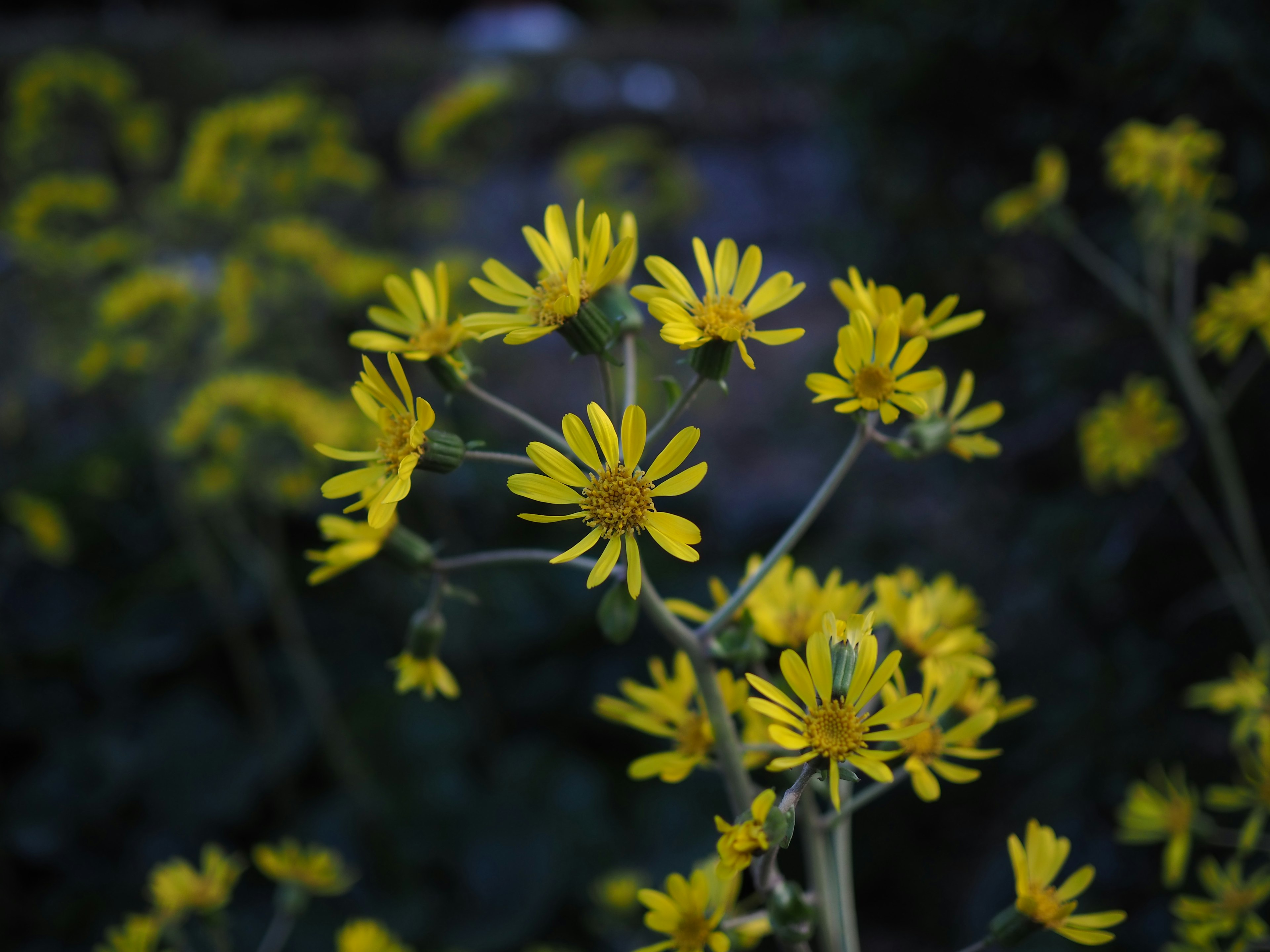 Gros plan de fleurs jaunes en fleurs sur une plante