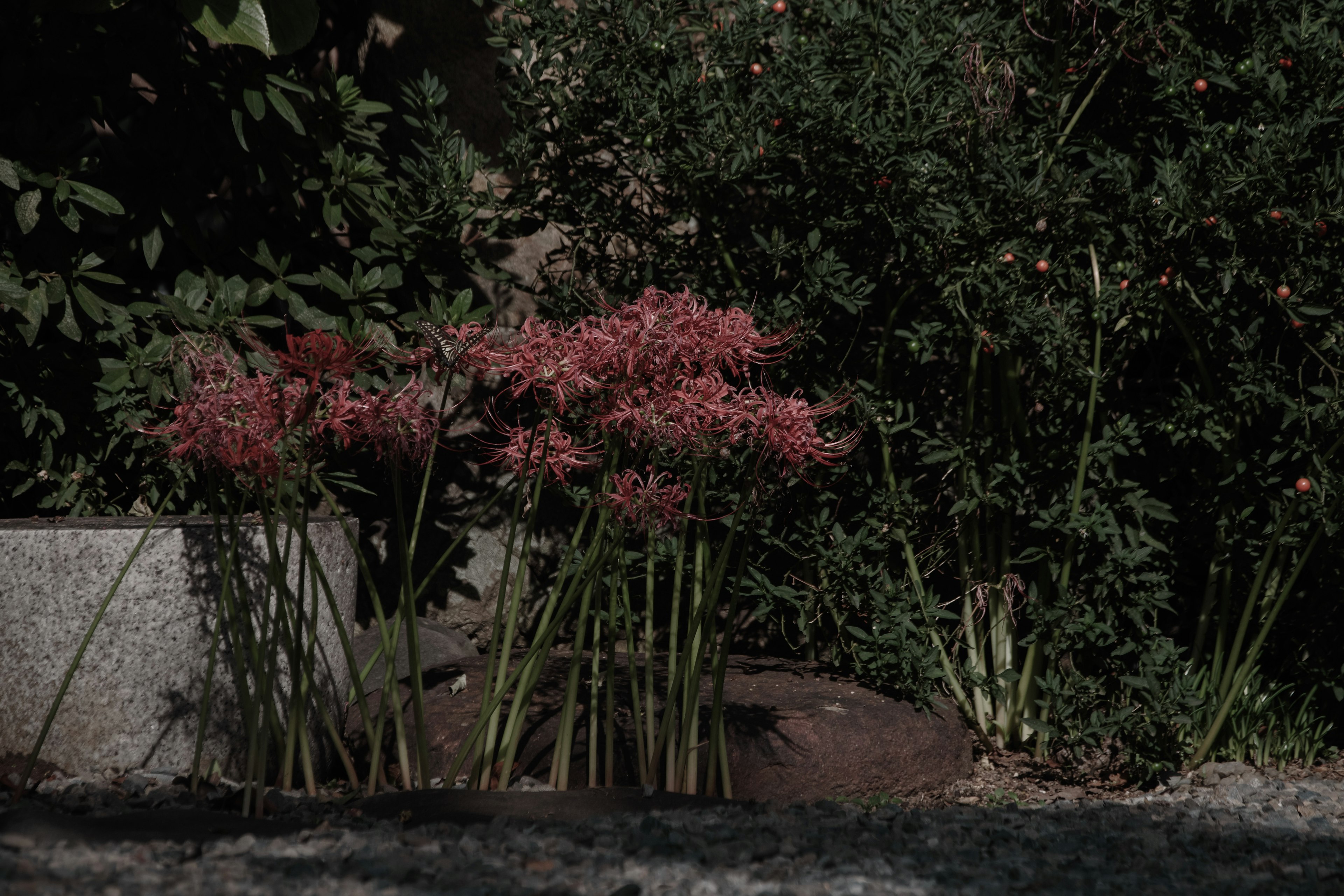 緑の背景にピンクの花が咲いている風景