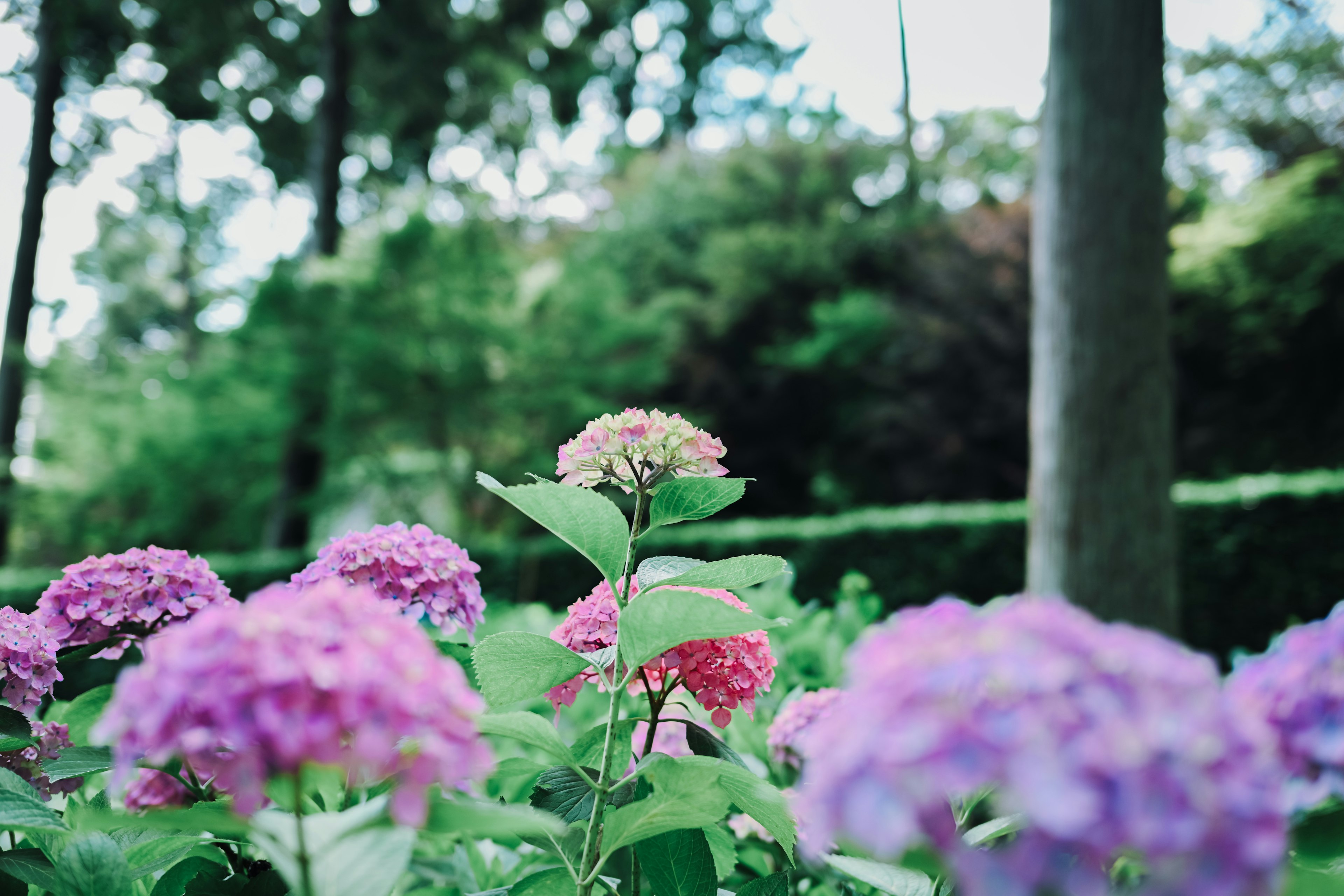 Hortensia berwarna-warni berbunga di taman