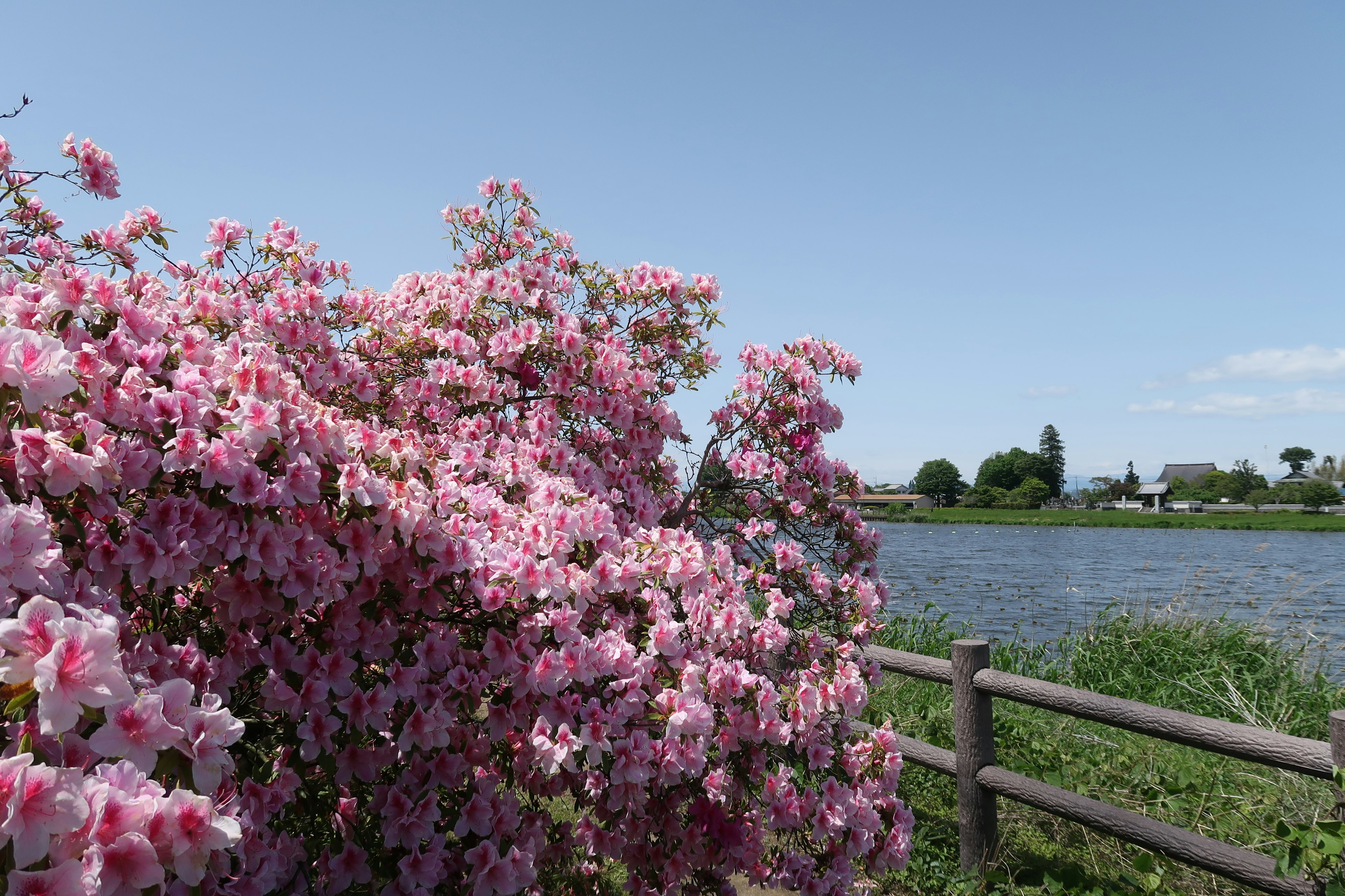 Pink flowering tree by the river under a blue sky