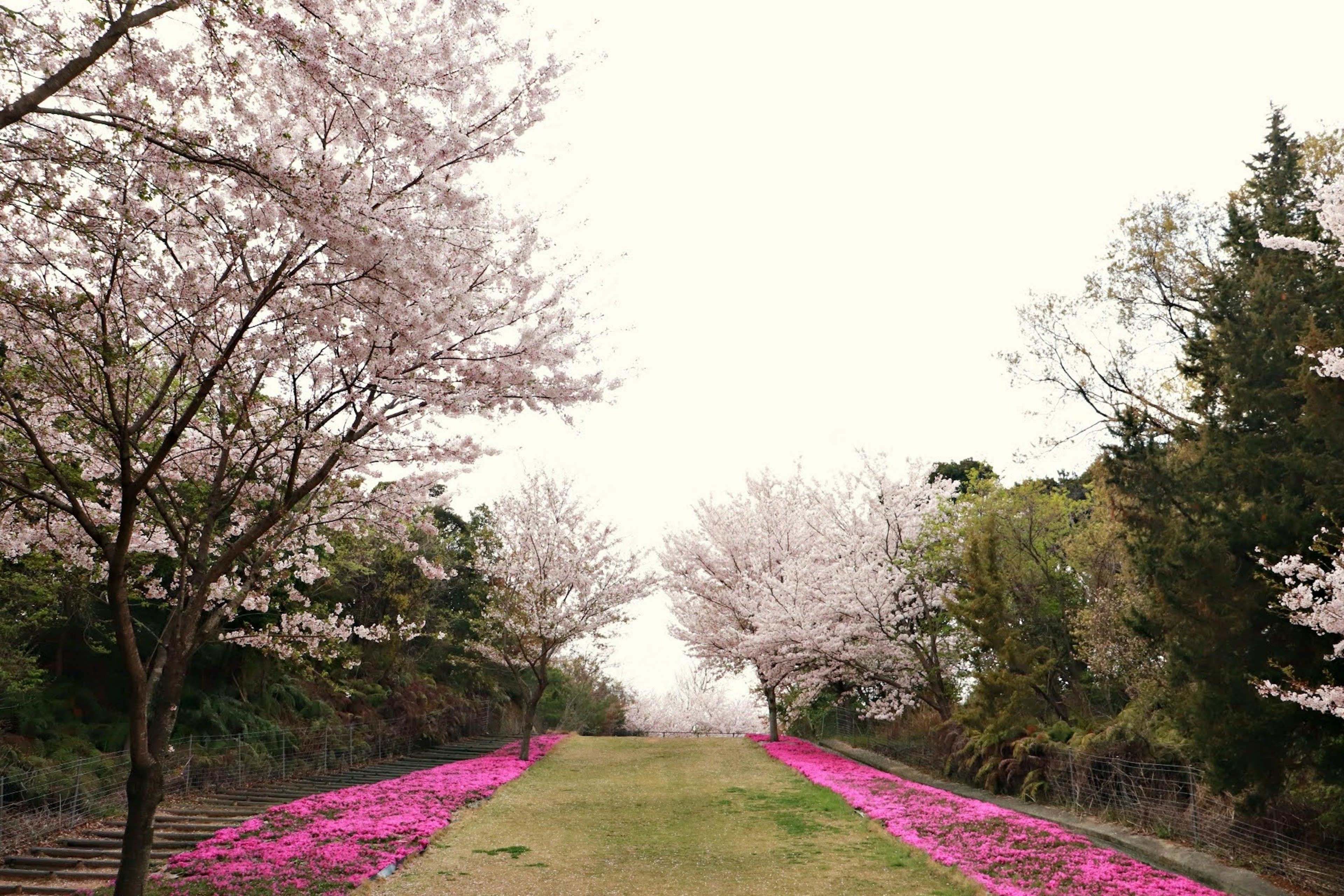 Jolie allée bordée d'arbres en fleurs et de tapis de fleurs roses