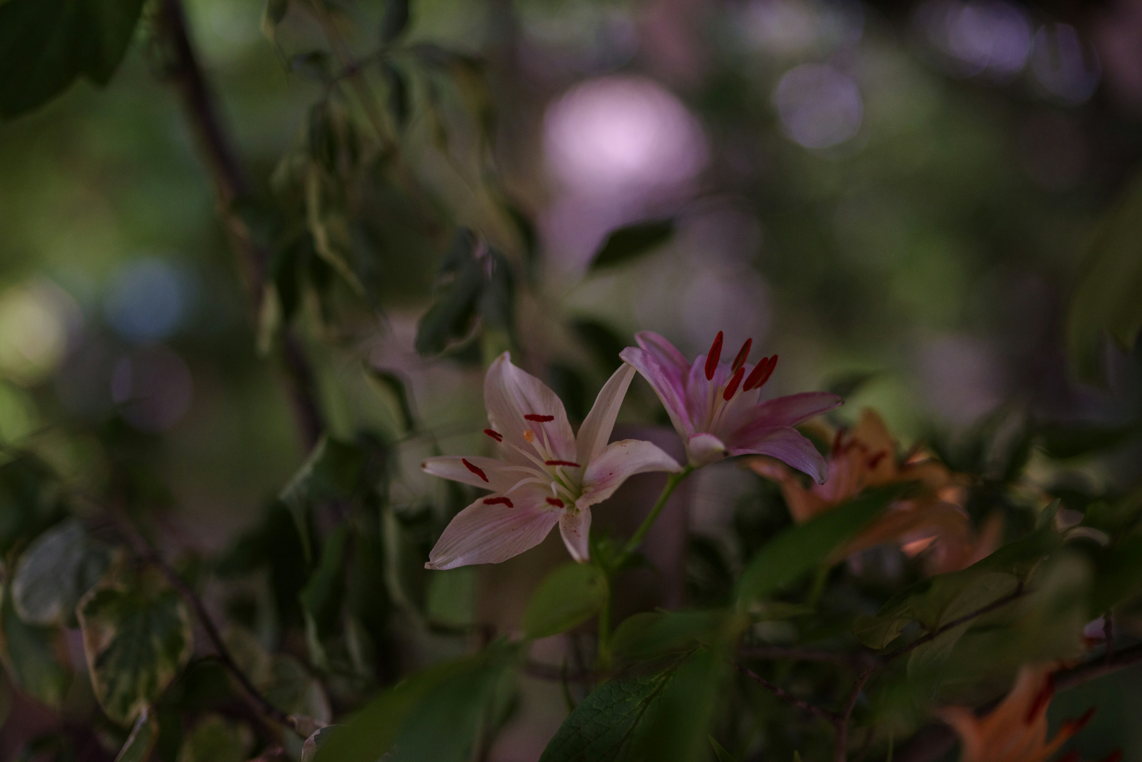 薄紫色の花が緑の葉に囲まれて咲いている