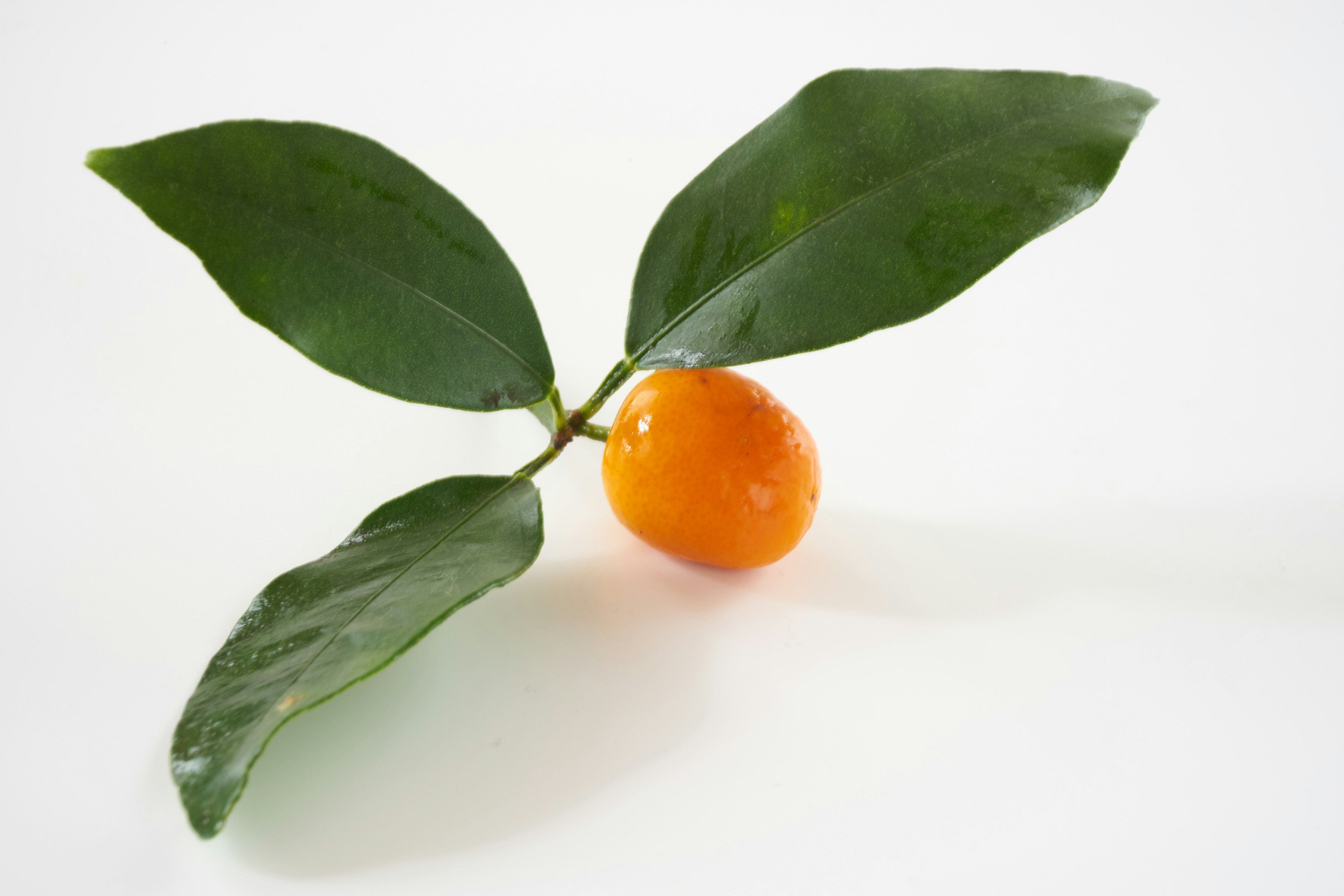 Nature morte avec un fruit orange et des feuilles vertes