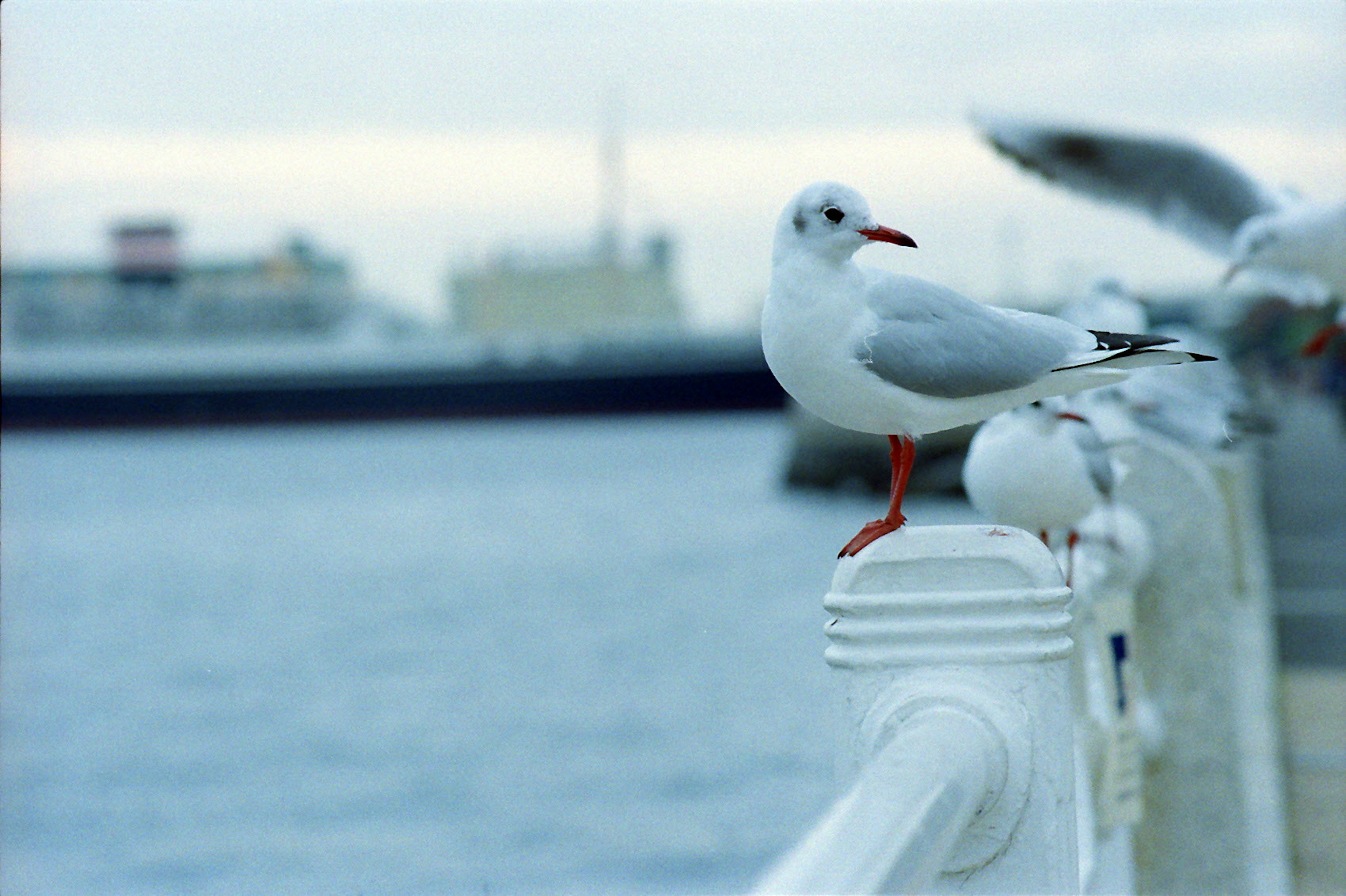 Una gaviota posada en una barandilla junto al agua