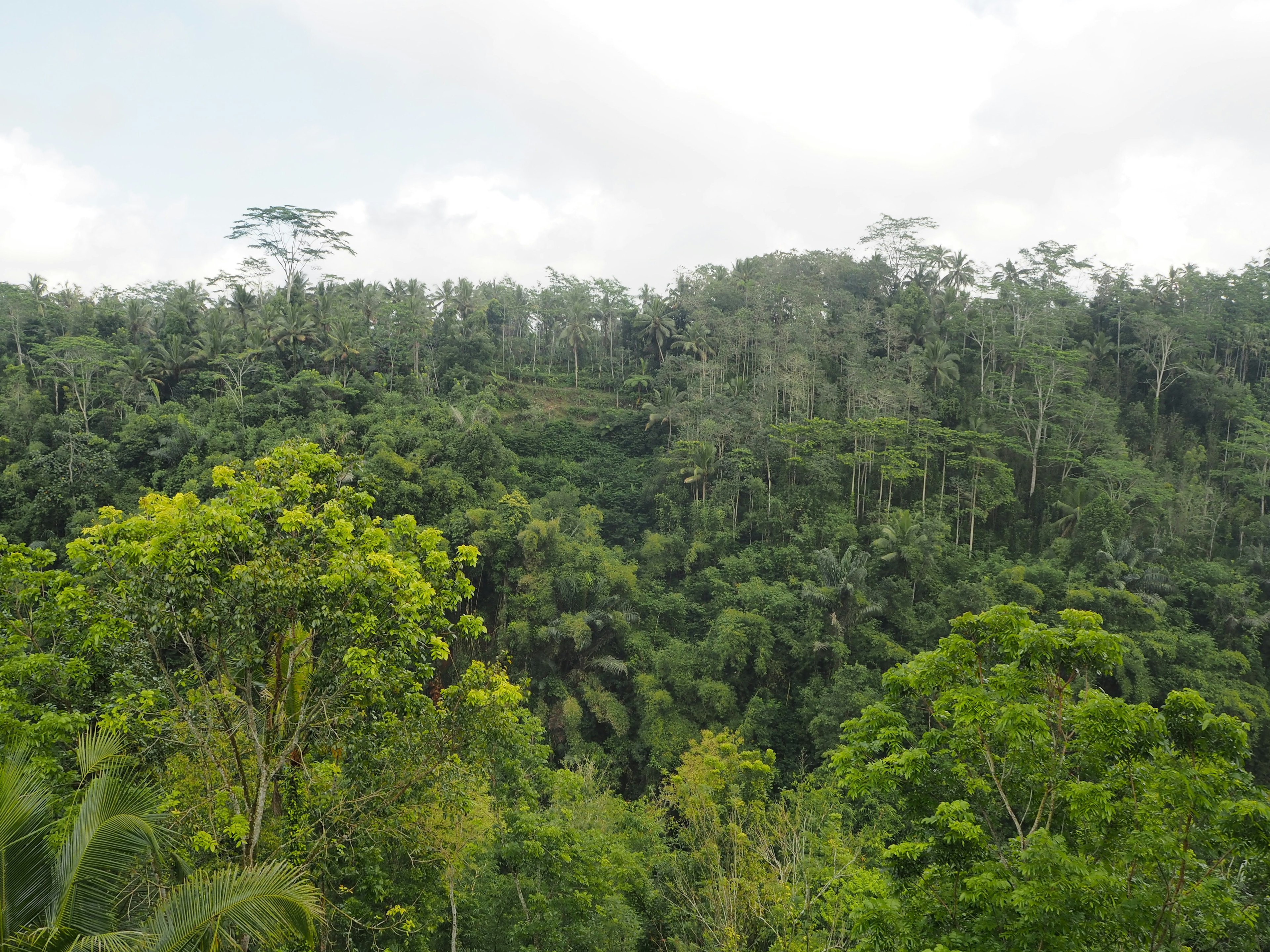 Pemandangan hutan yang rimbun menampilkan berbagai tanaman dan dedaunan hijau yang cerah