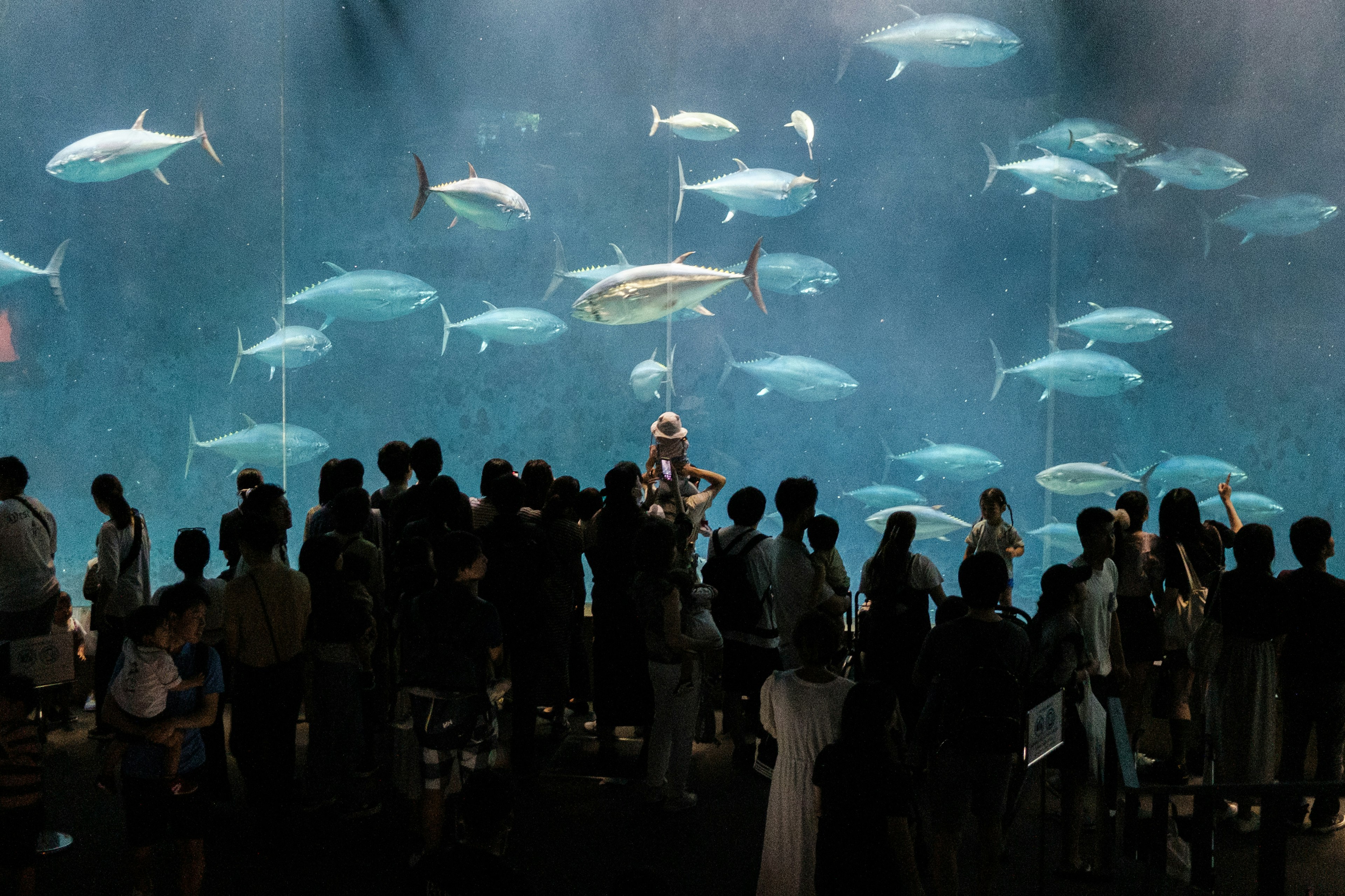 Público observando un gran acuario lleno de varios peces