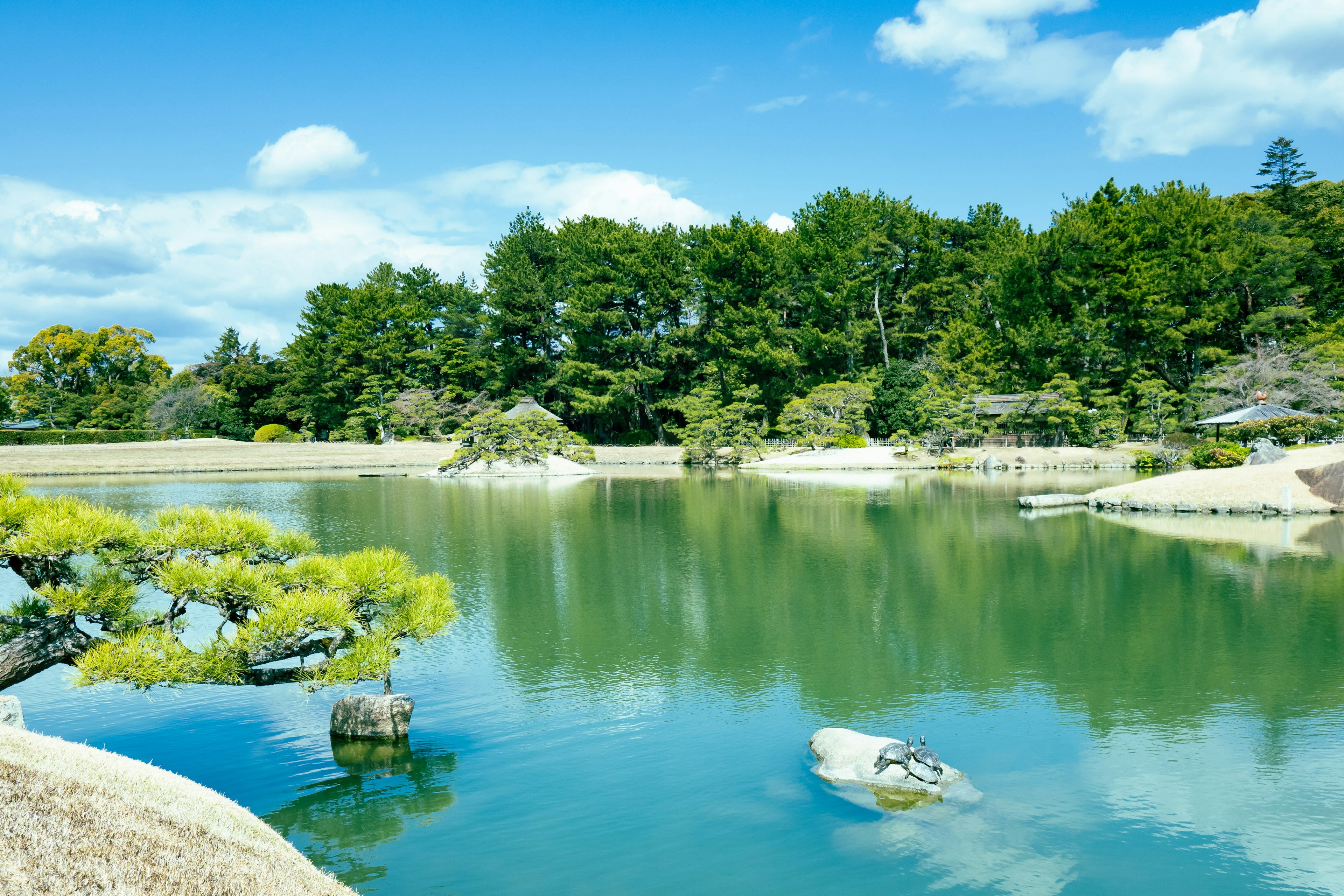 Serene pond with lush green trees and clear blue sky