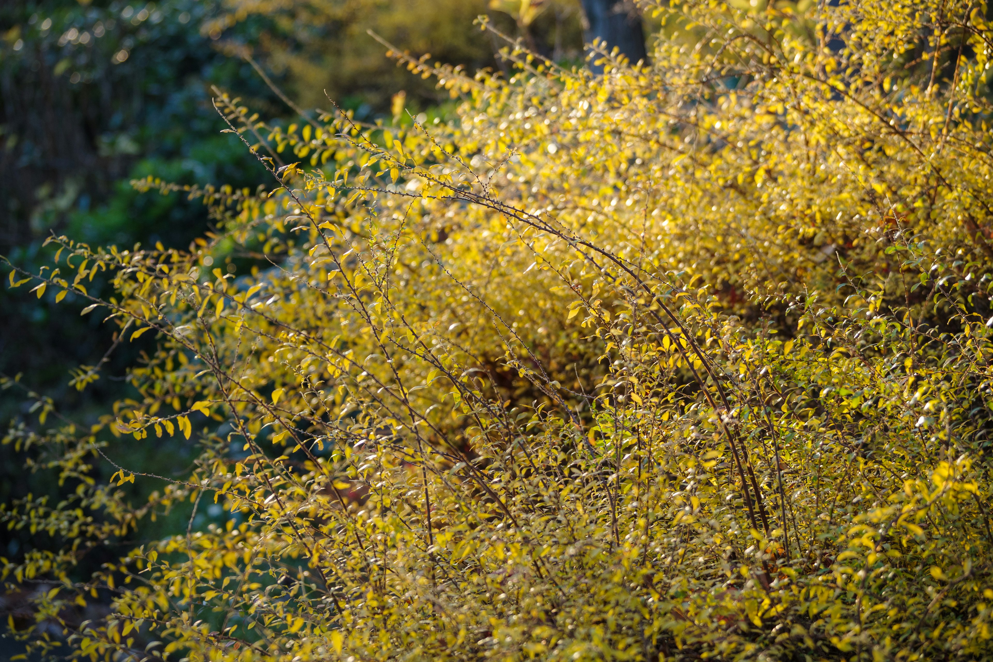 Photo en gros plan de feuillage avec des feuilles jaunes arrière-plan flou