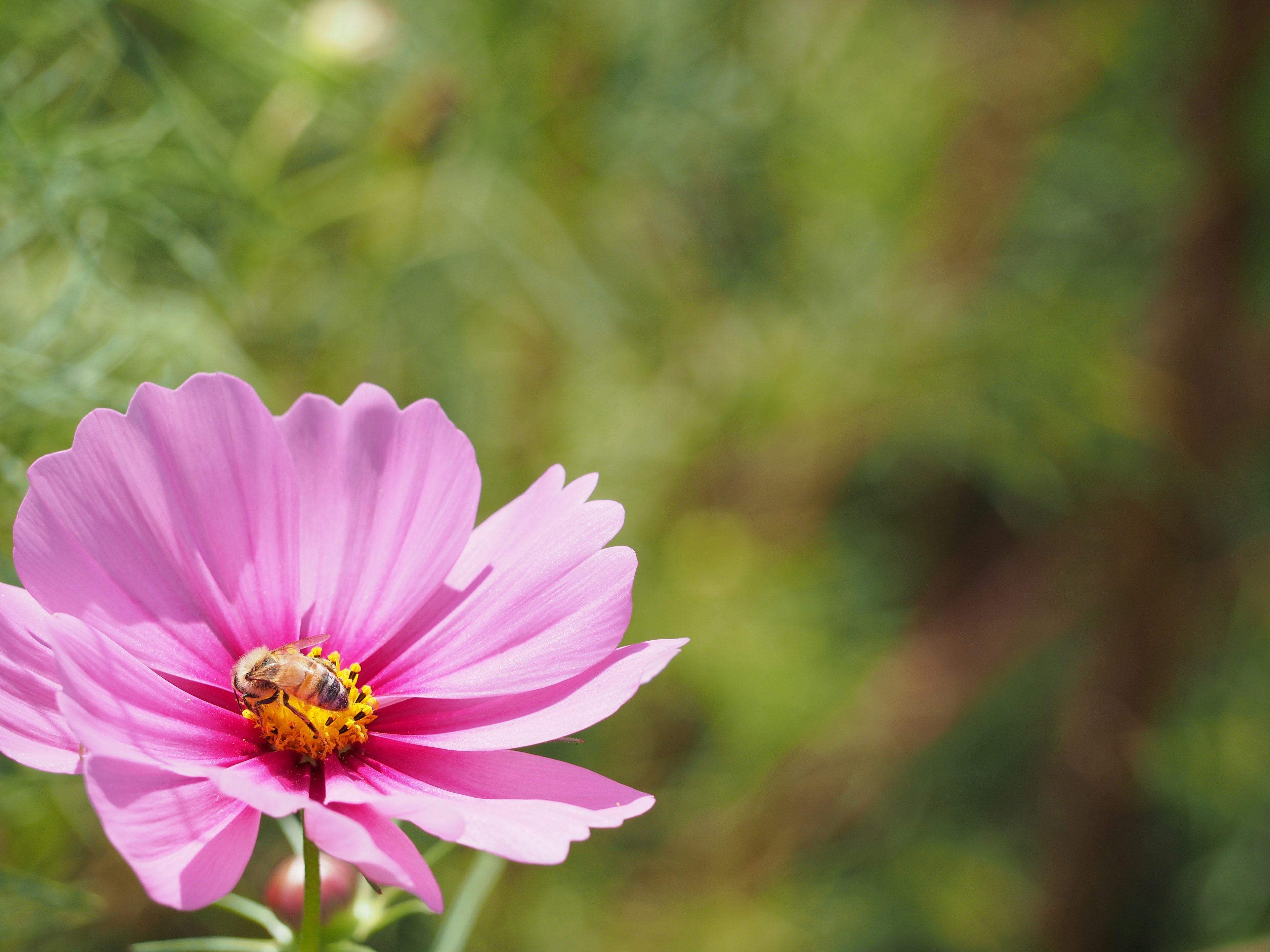 鮮やかなピンクの花とその中心にいるミツバチ