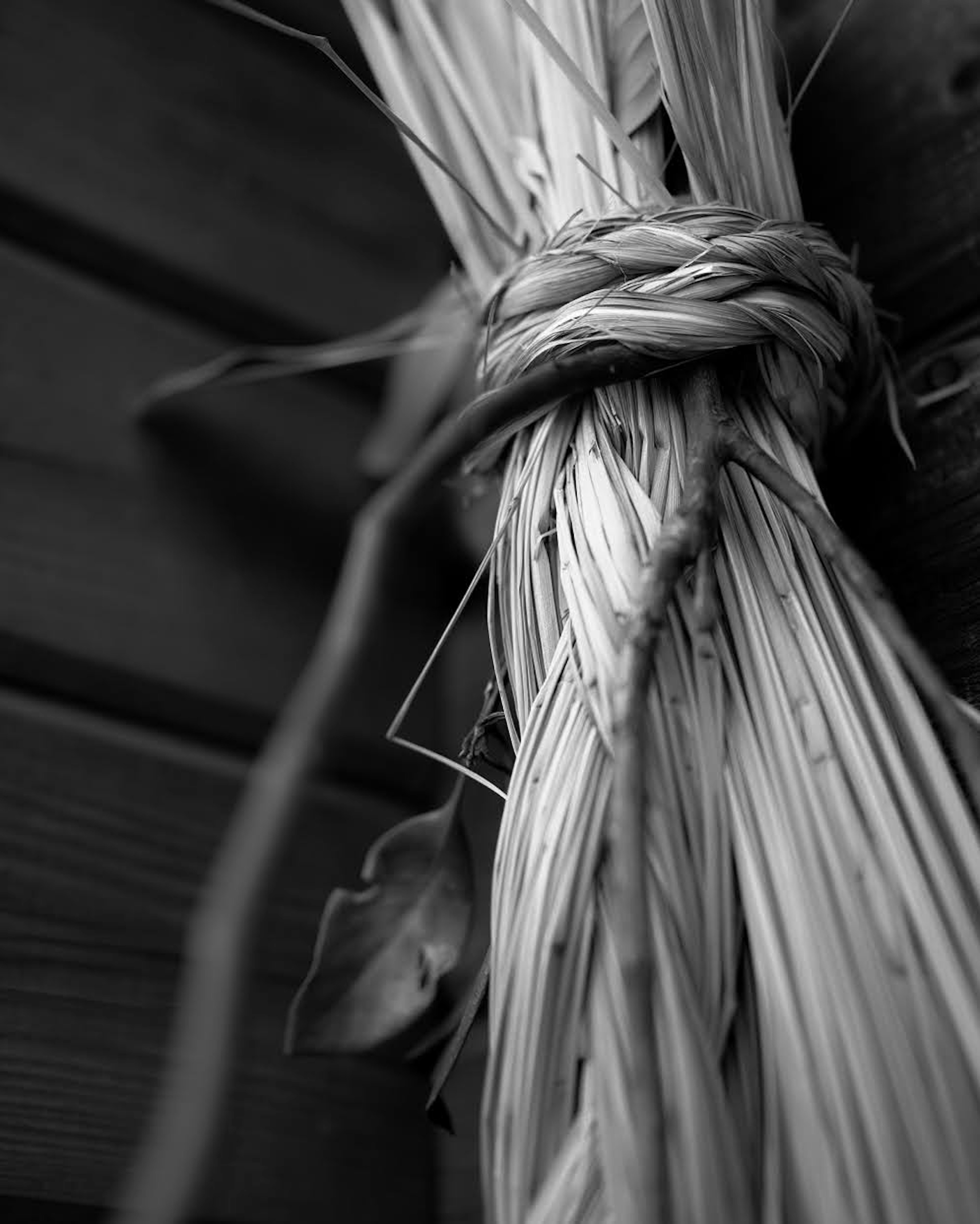 Gros plan de l'herbe enroulée avec texture naturelle dans un cadre monochrome